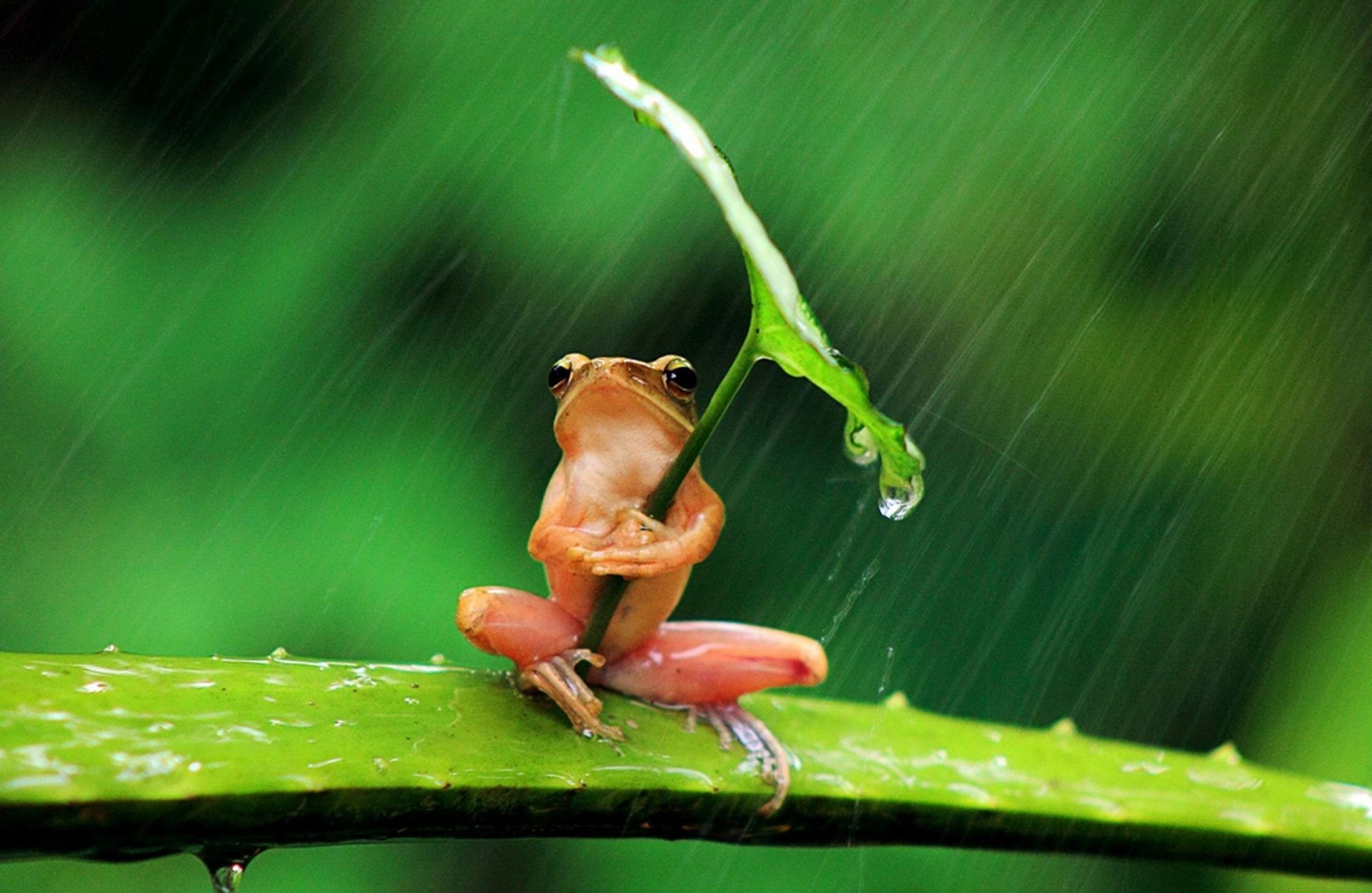 frosch blatt regen hintergrund