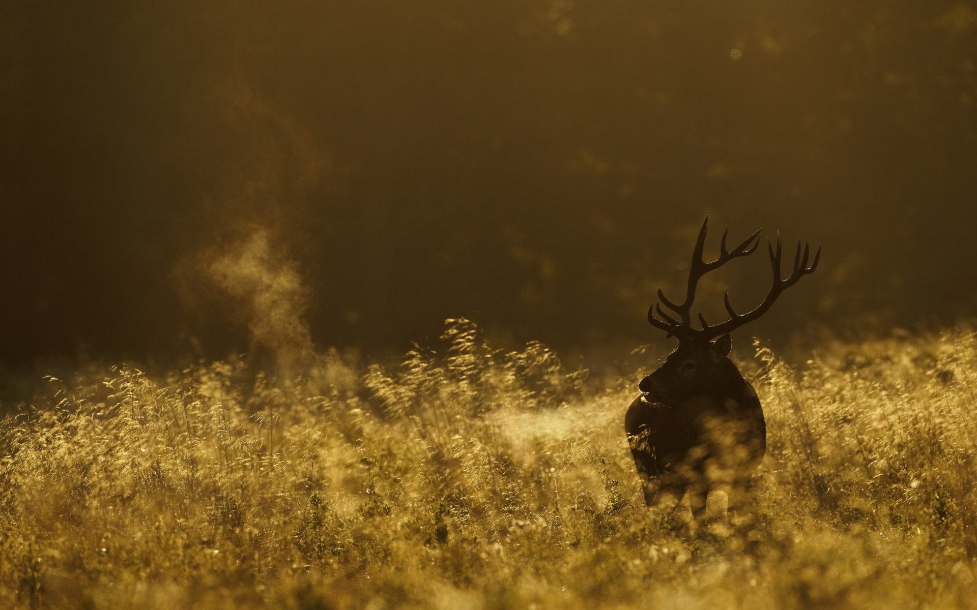 cerf matin champ nature