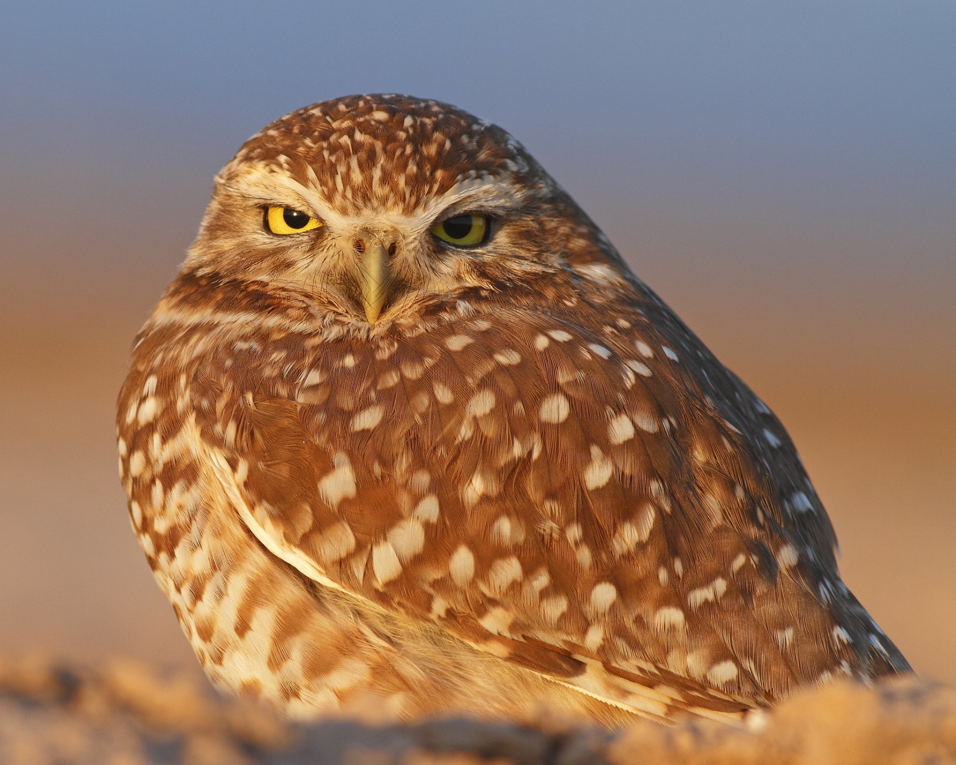 vogel eule hintergrund