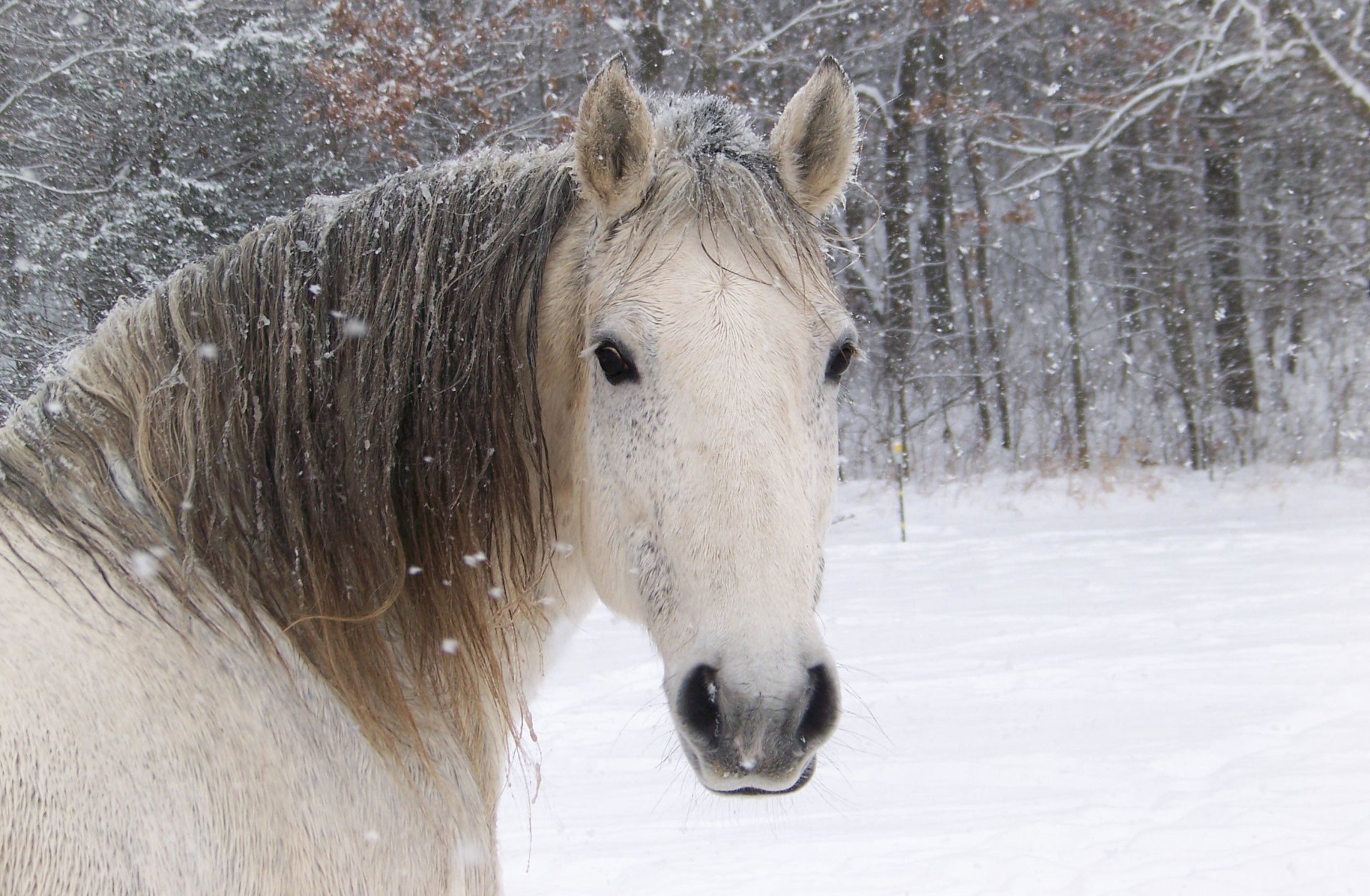 cheval cheval blanc museau