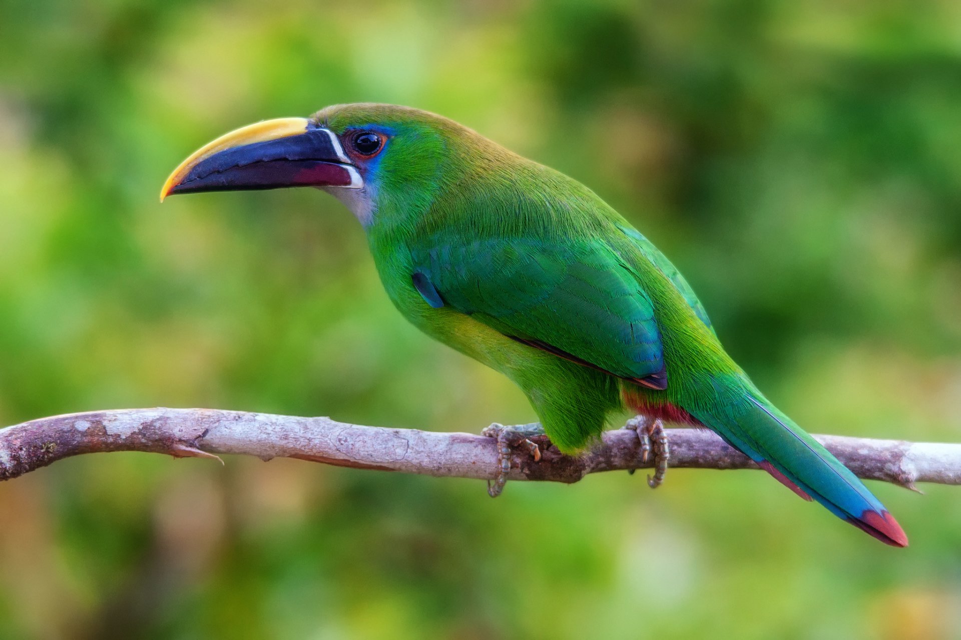 tucanet smeraldo uccello ramo colombia