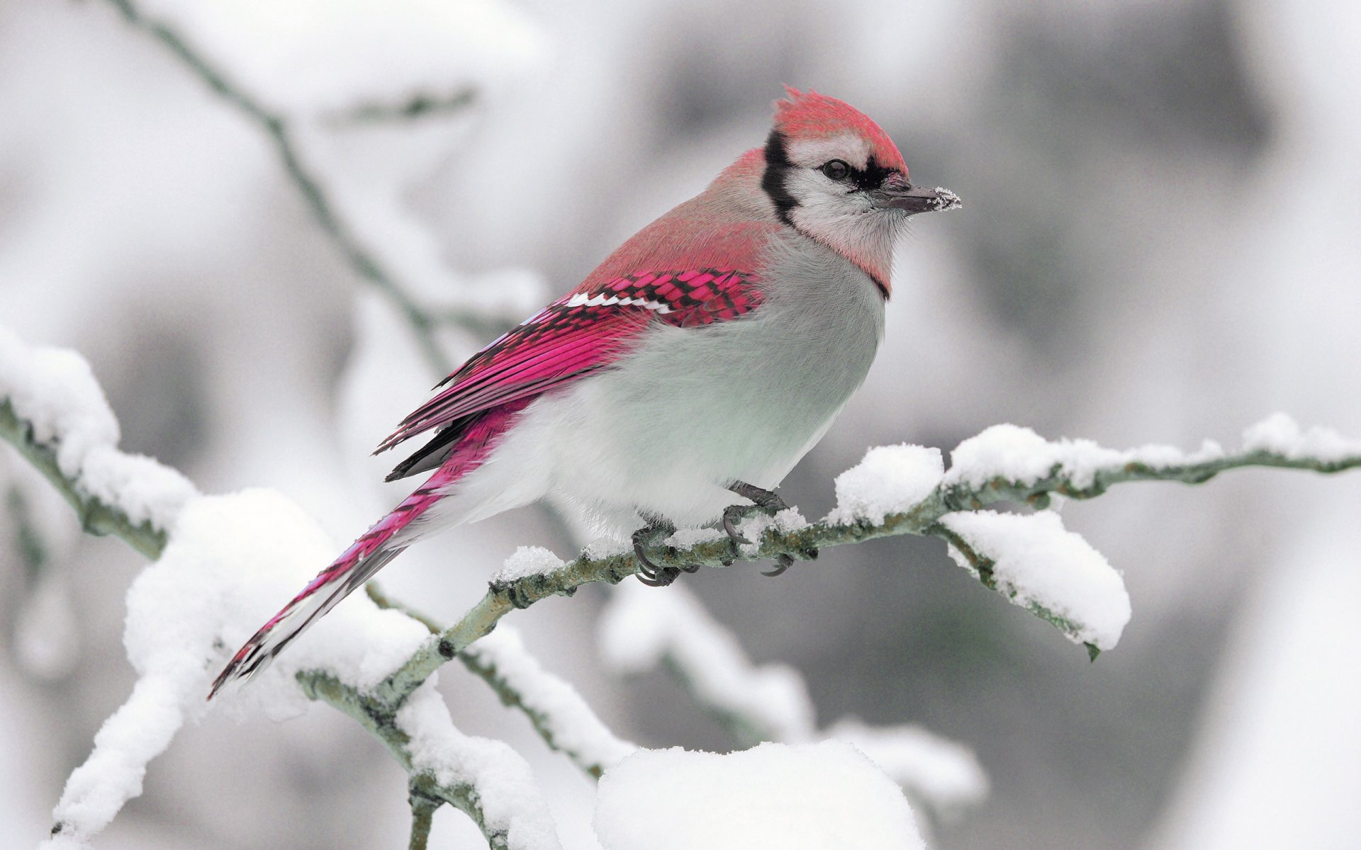 hiver neige branche nature oiseau