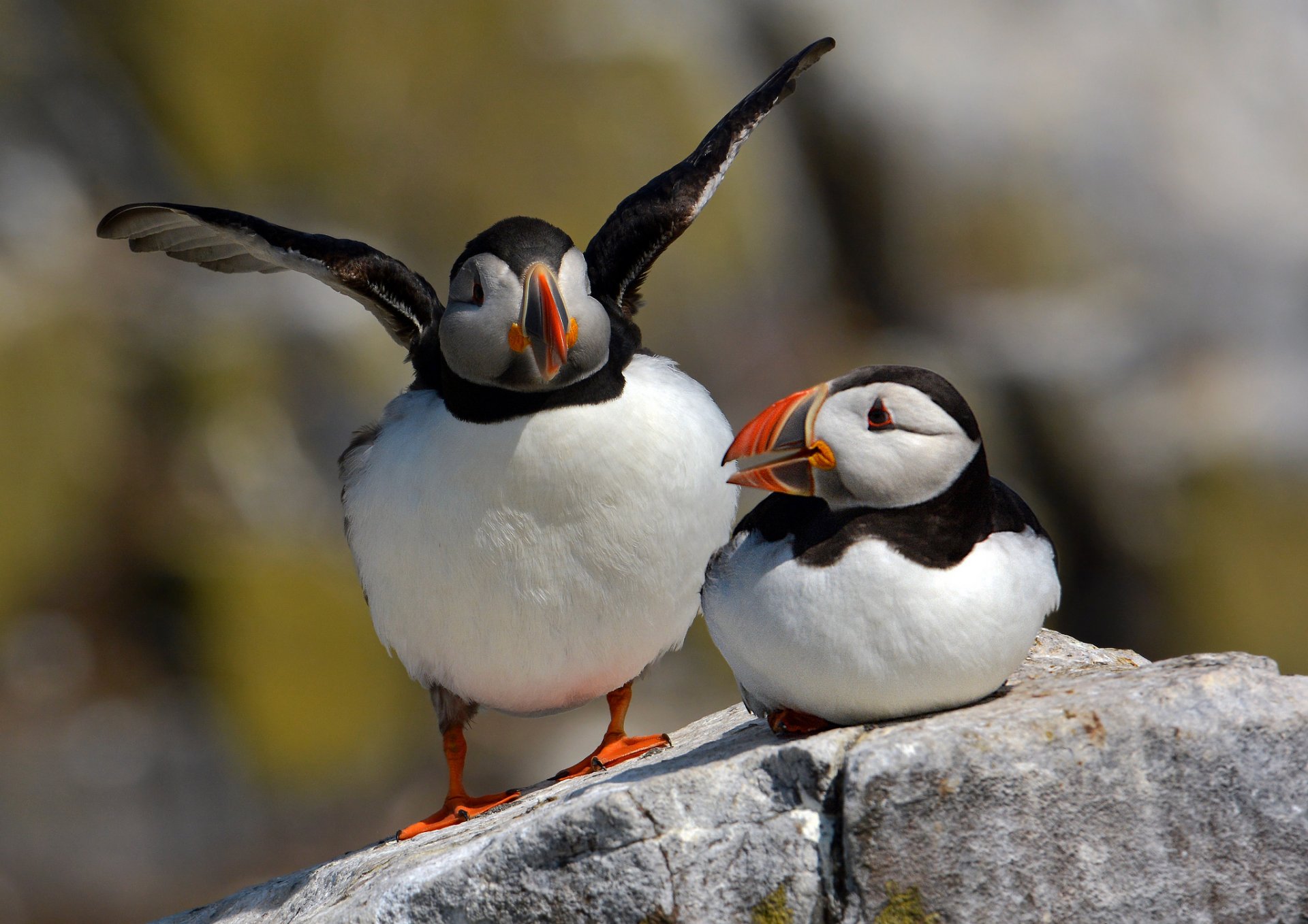 pierre oiseaux impasses deux