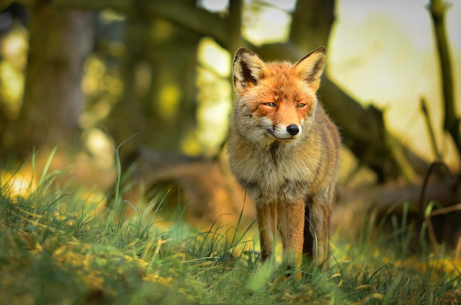 fuchs raubtier wald blick natur rotschopf