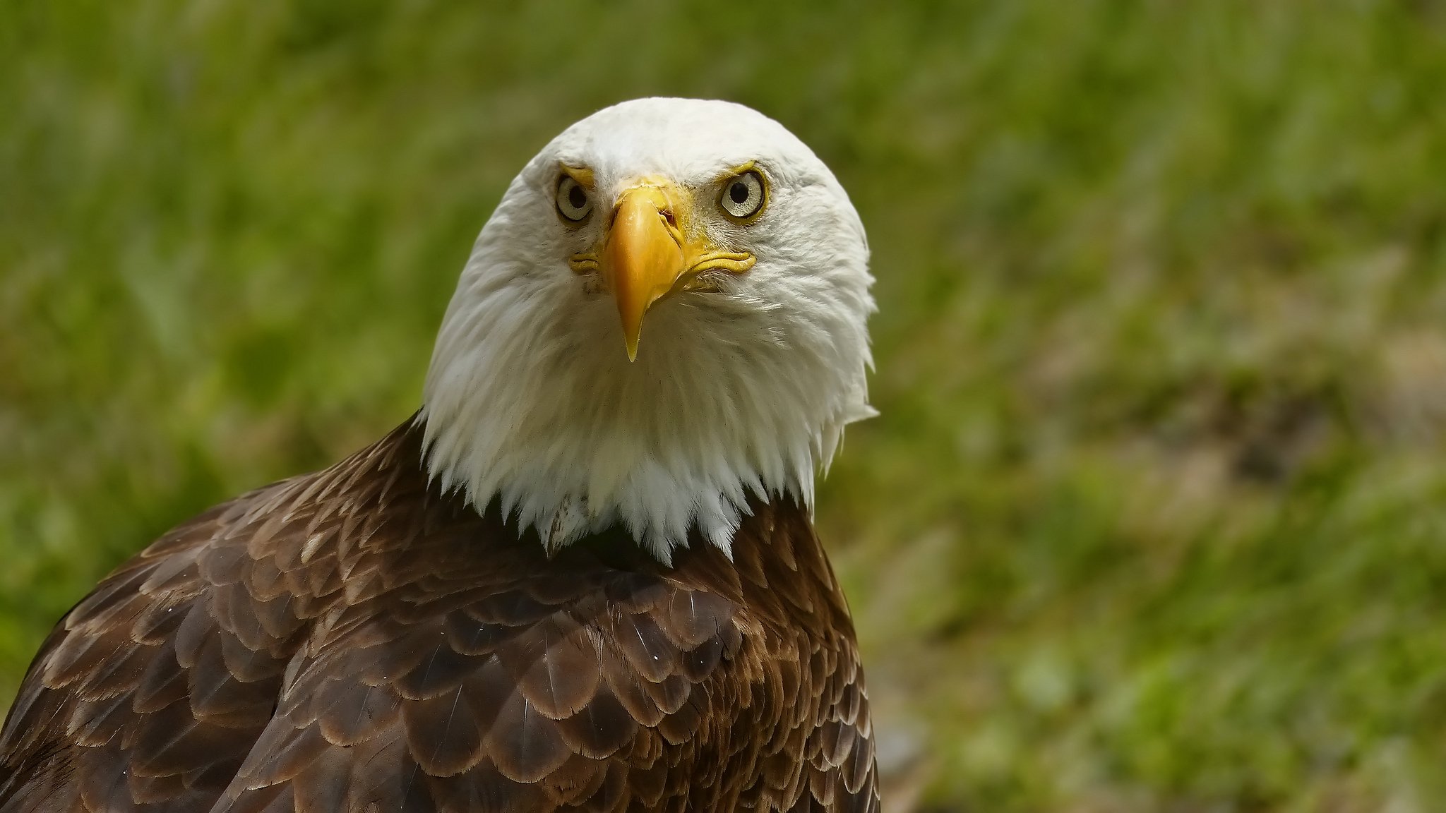 weißkopfseeadler adler vogel porträt blick