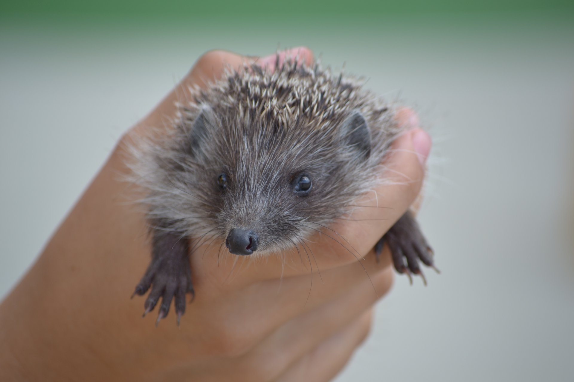 ein igel klein in der hand