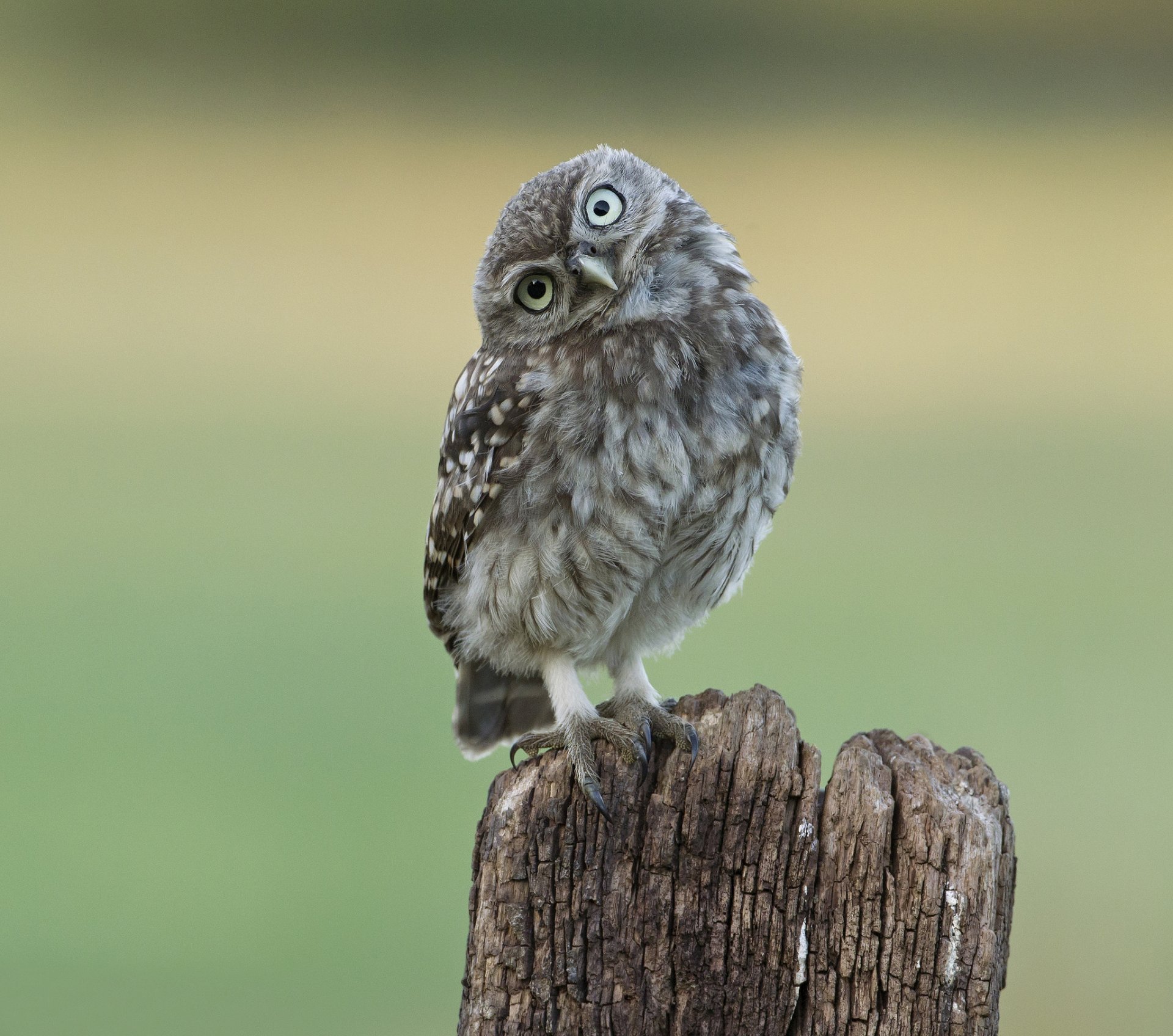 souche oiseau hibou vue