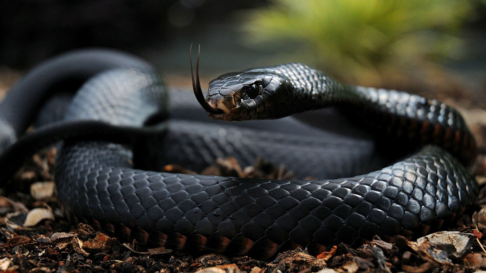 serpent langue yeux écailles couleur