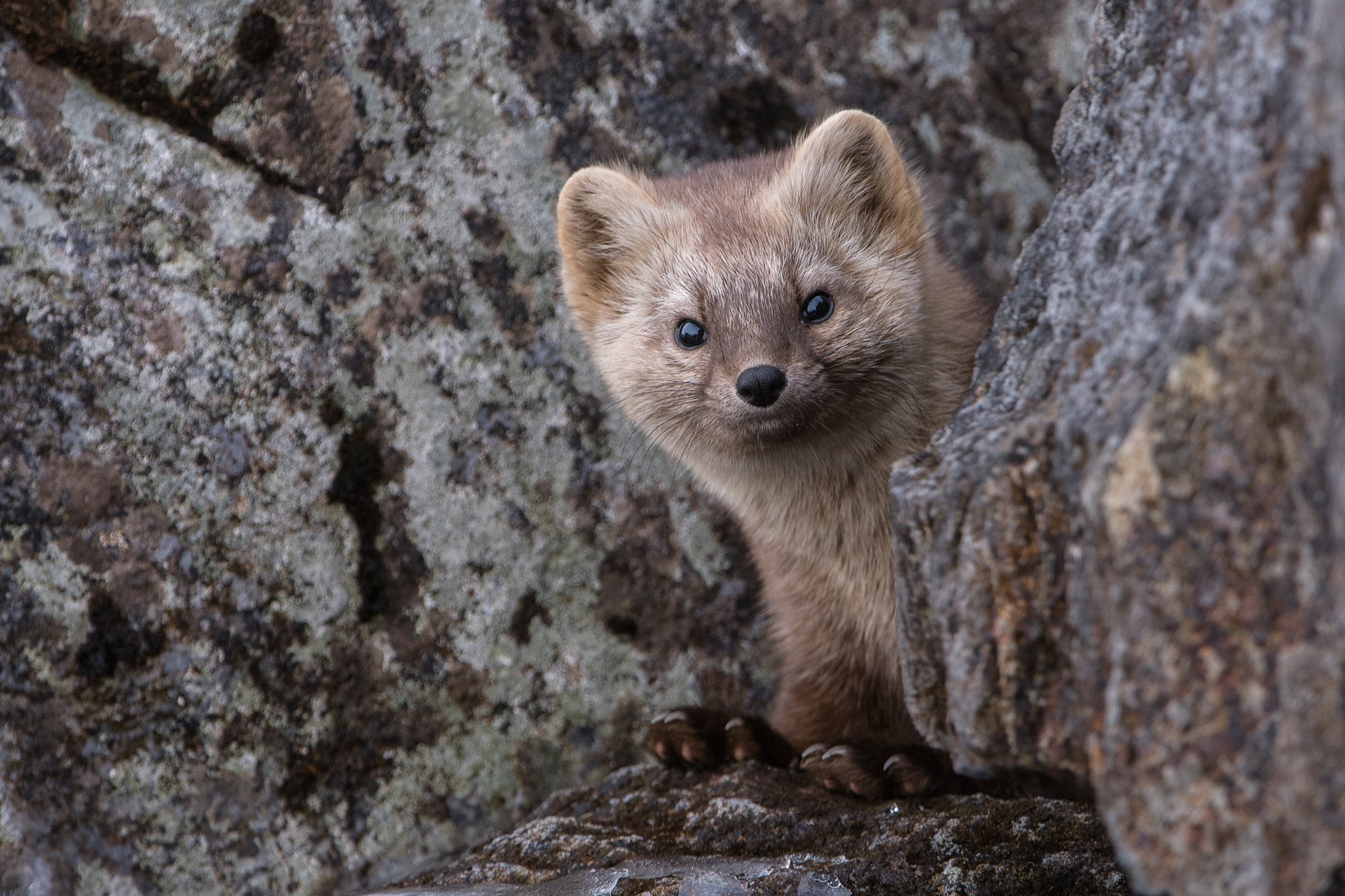 animaux kamchatka sable roches nature