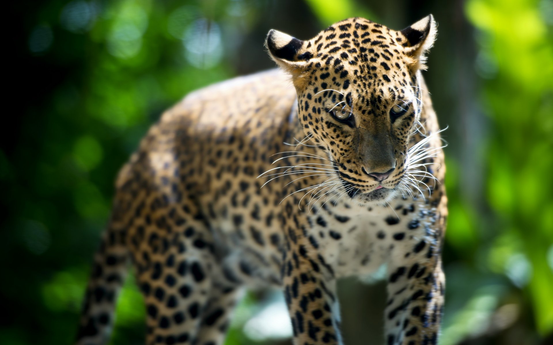 leopard singapur zoo tier