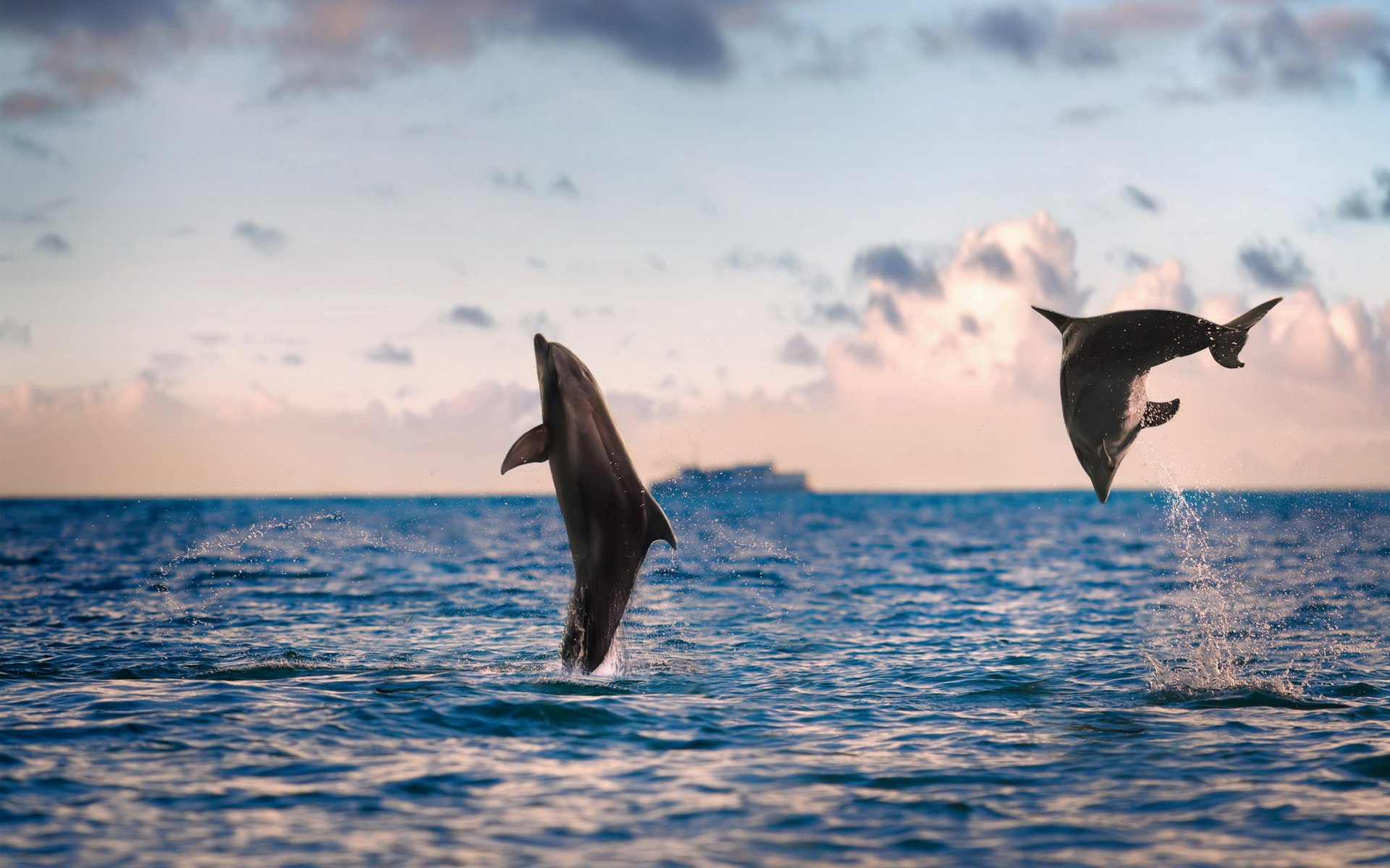 dauphins mer nature