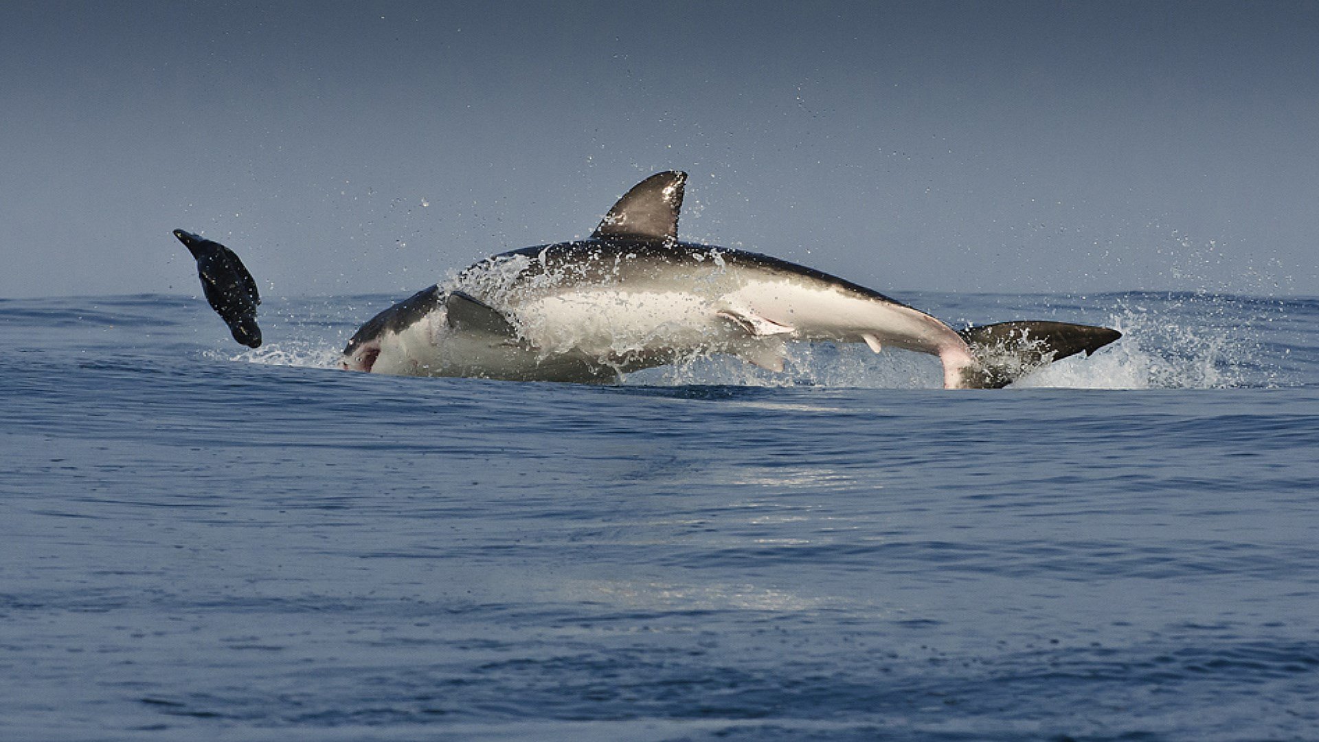 bianco squalo preda caccia oceano predatore spruzzi gocce pinne corpo minaccia