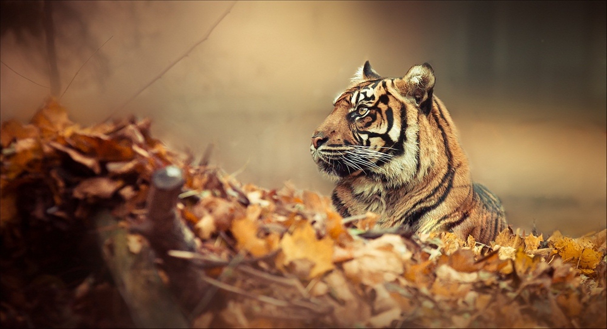 mood tiger forest