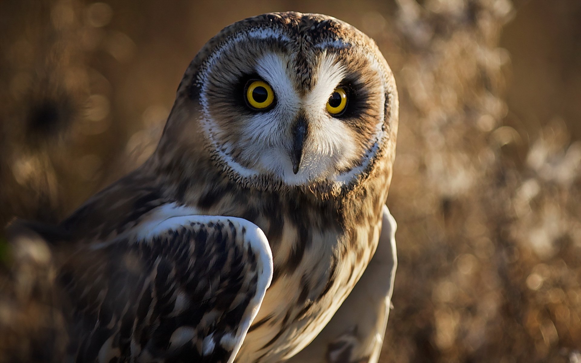 uccello gufo natura