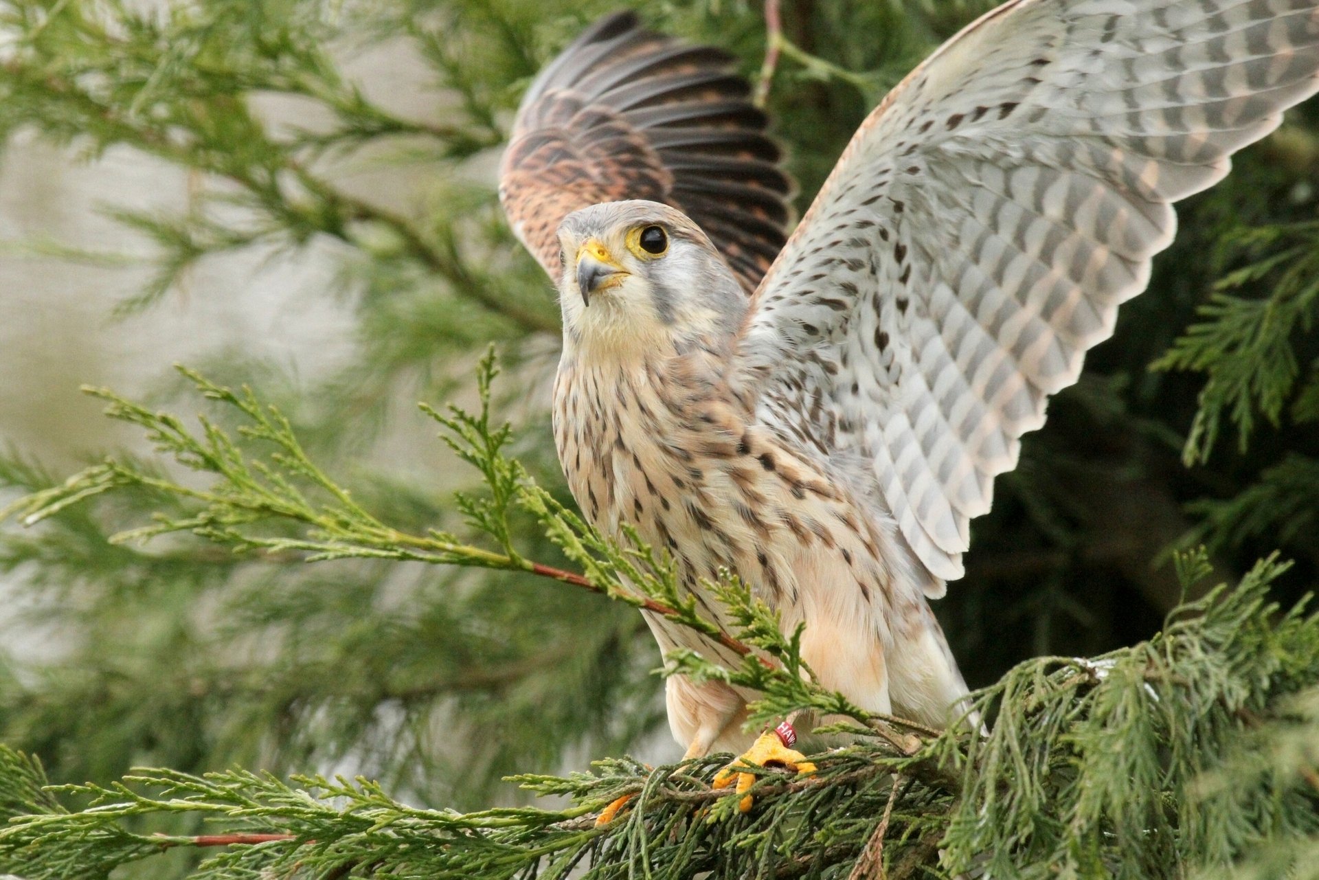 crécerelle faucon ailes oiseau