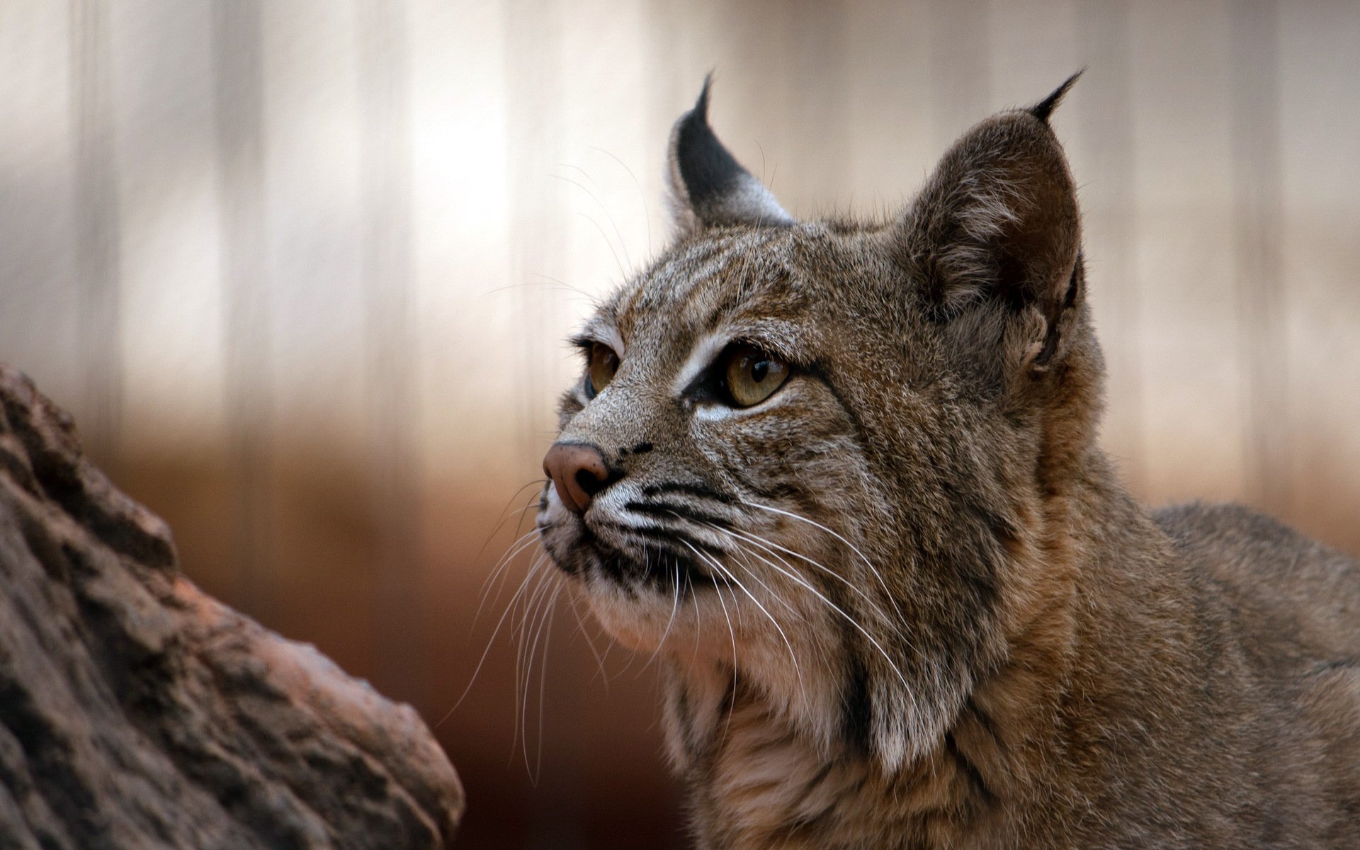 gato lince naturaleza