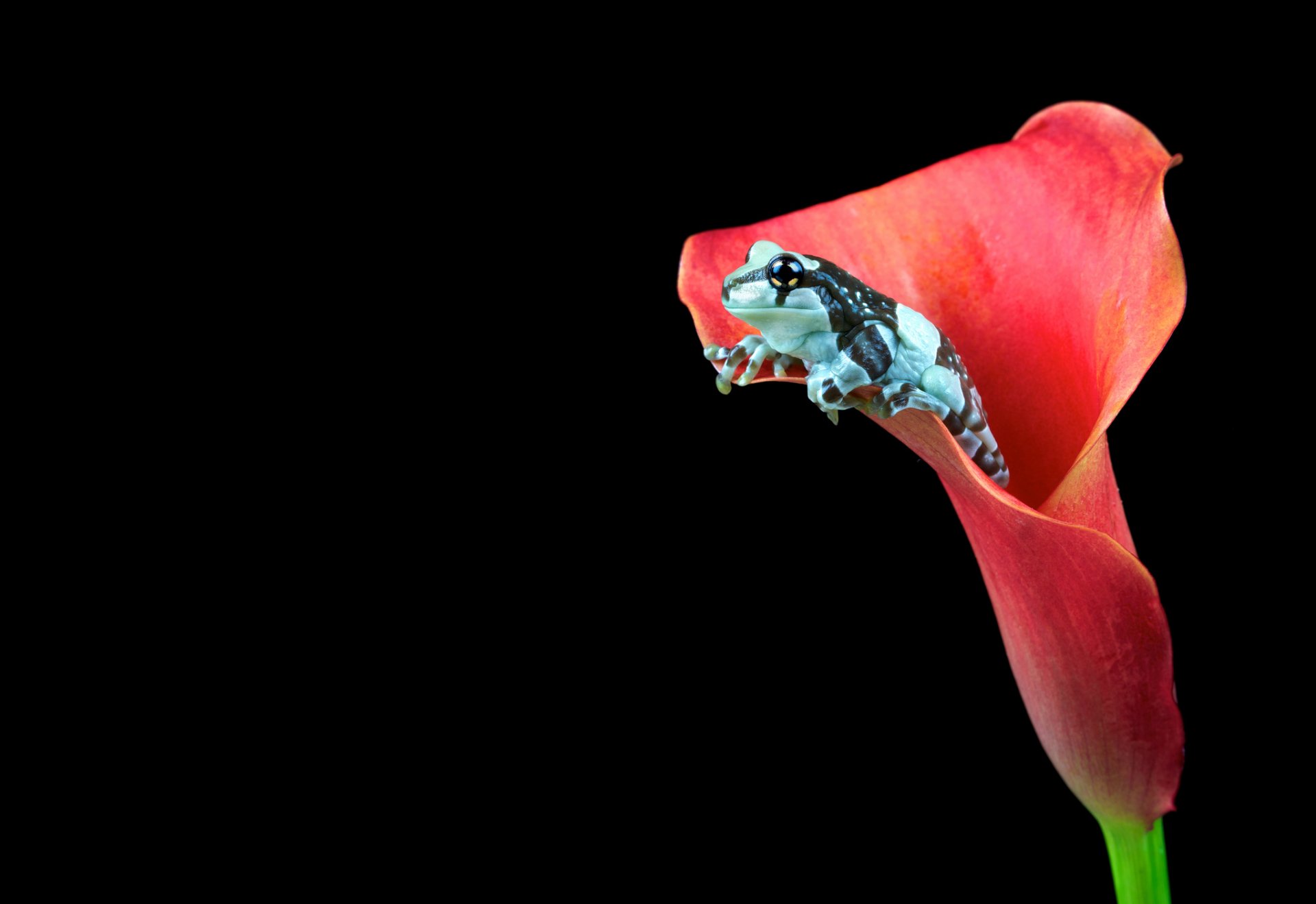 frog flower pink calla dark background