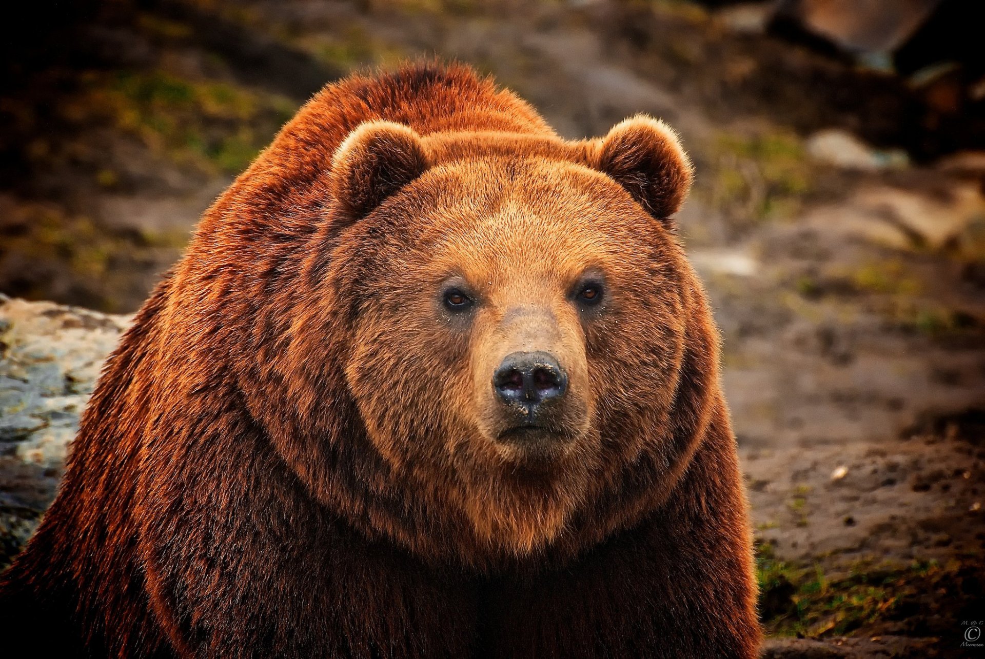 oso marrón lana pelaje mirada hocico