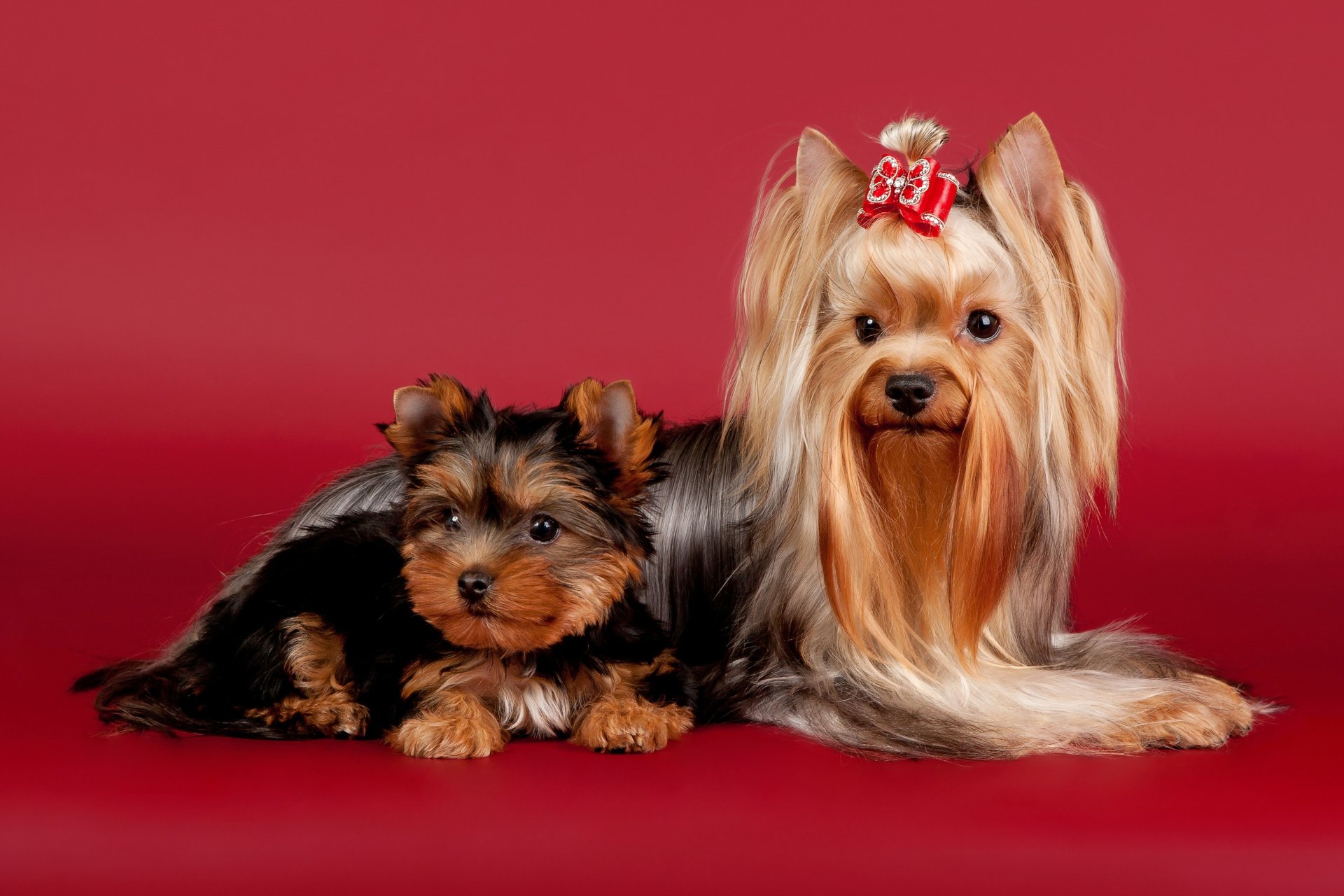 hunde yorkshire terrier schönheit bogen