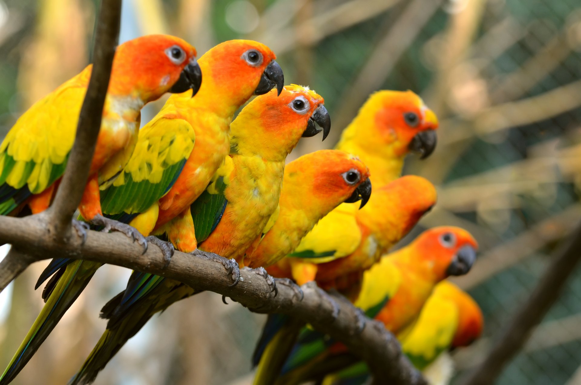 parrots flock of birds branch multicolored