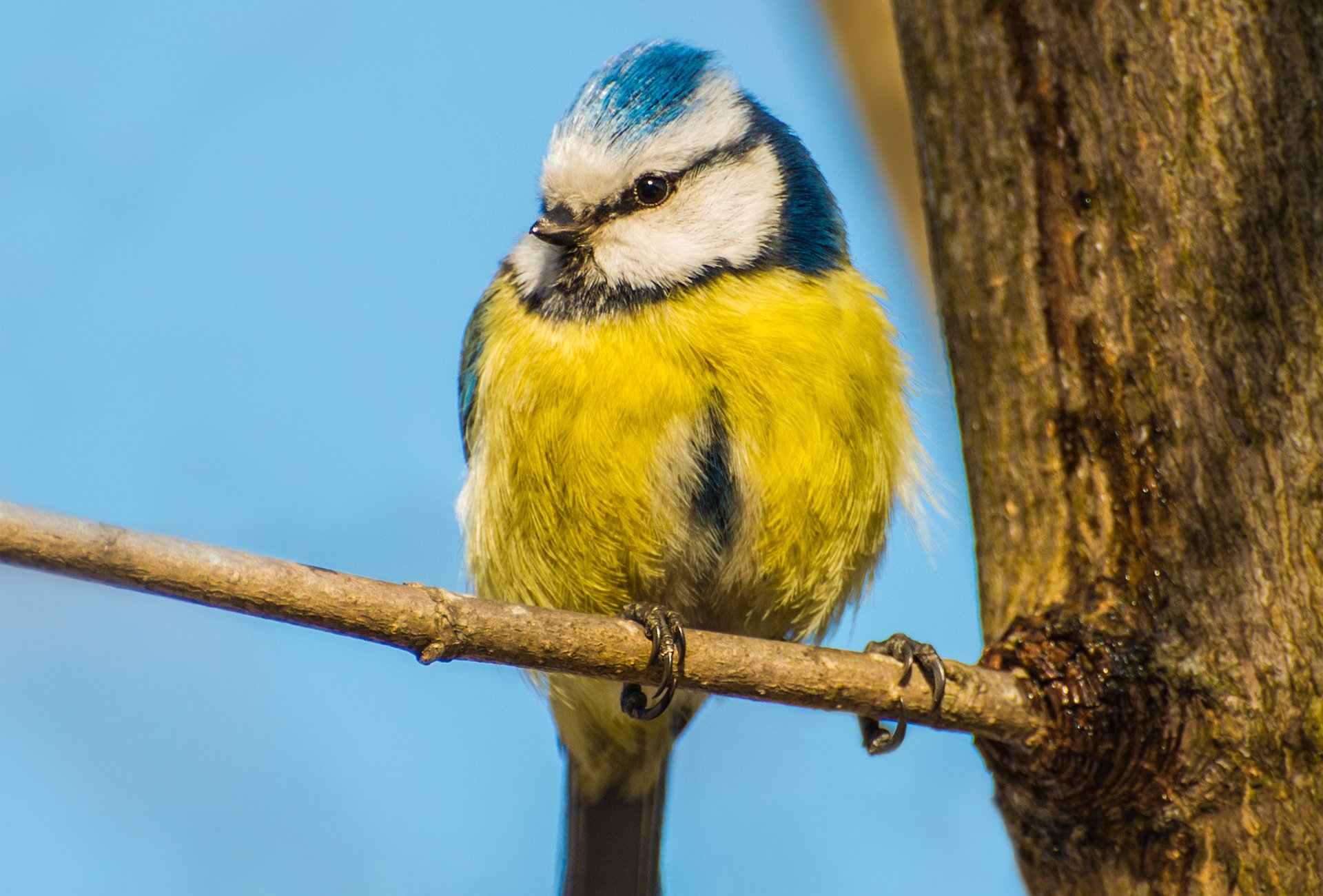 pájaro tit amarillo rama árbol tronco cielo