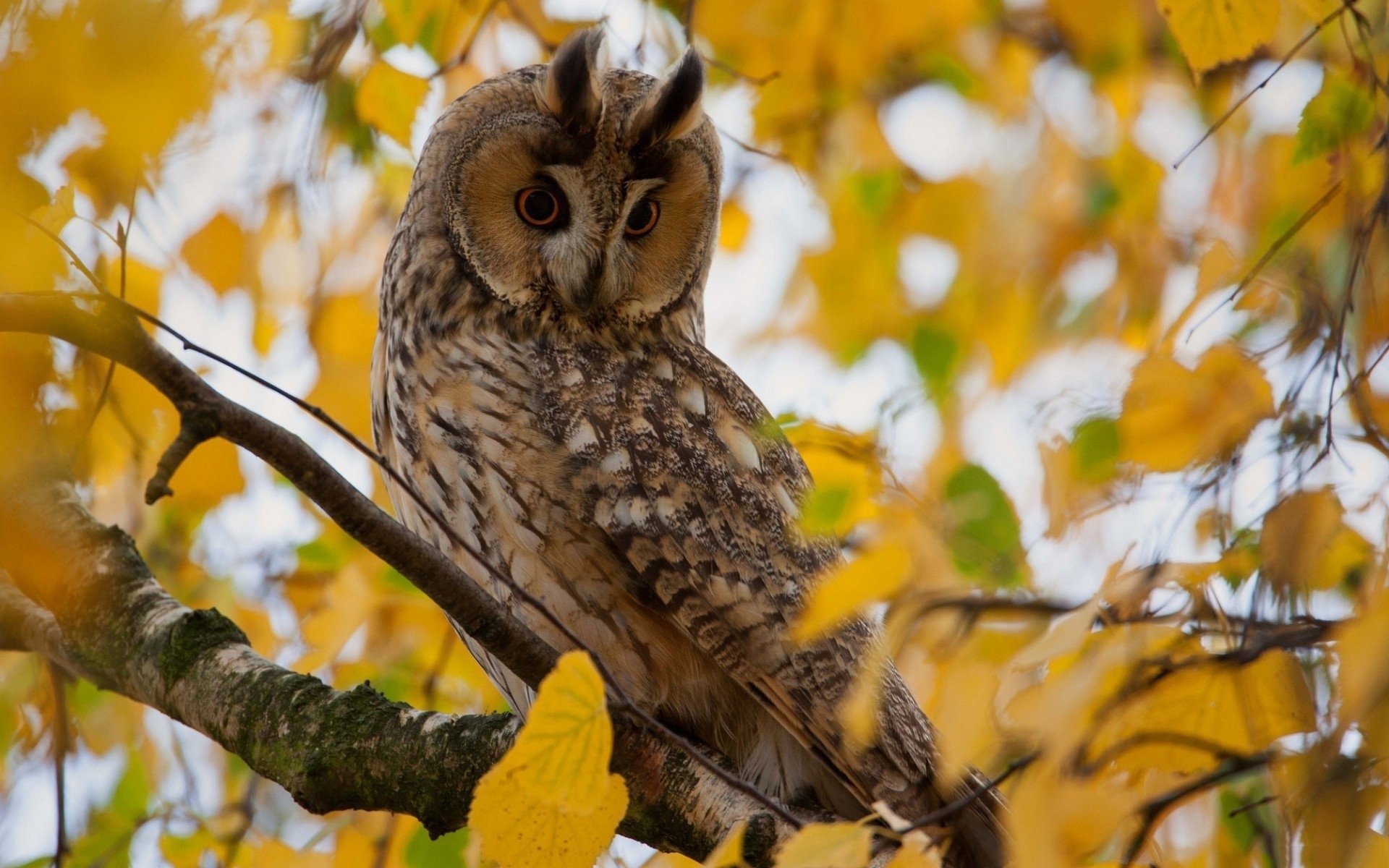 arbre branche feuilles jaune hibou