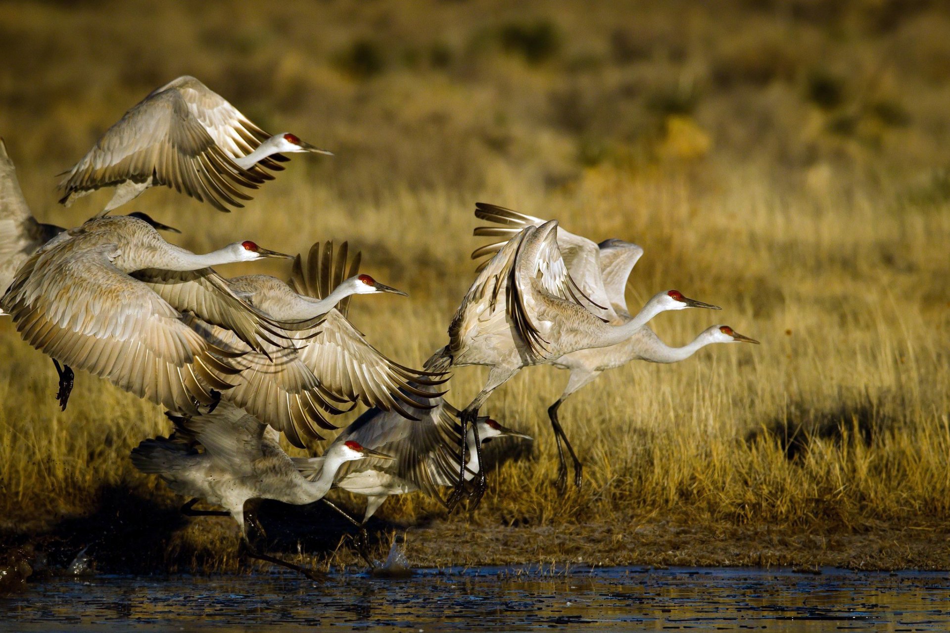 birds article stork