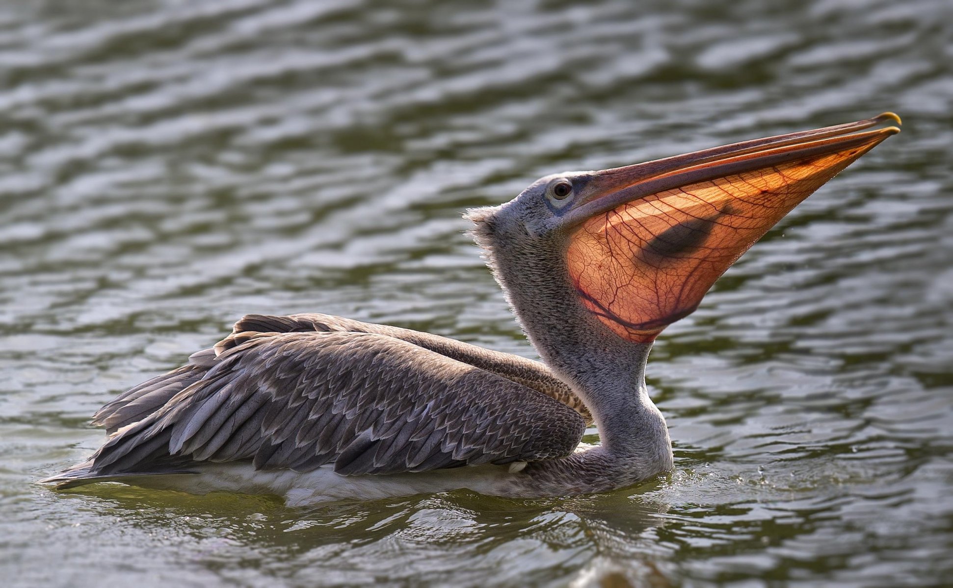 eau volaille pélican poisson capture nourriture