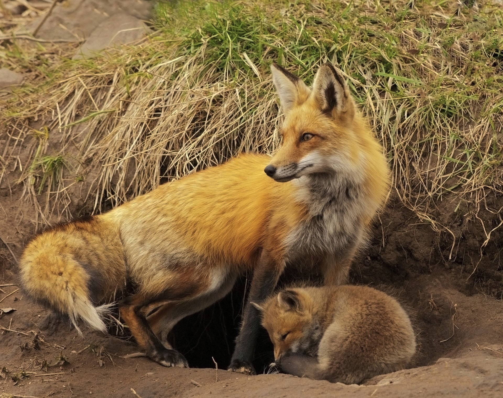 animals fox tail red snout nora