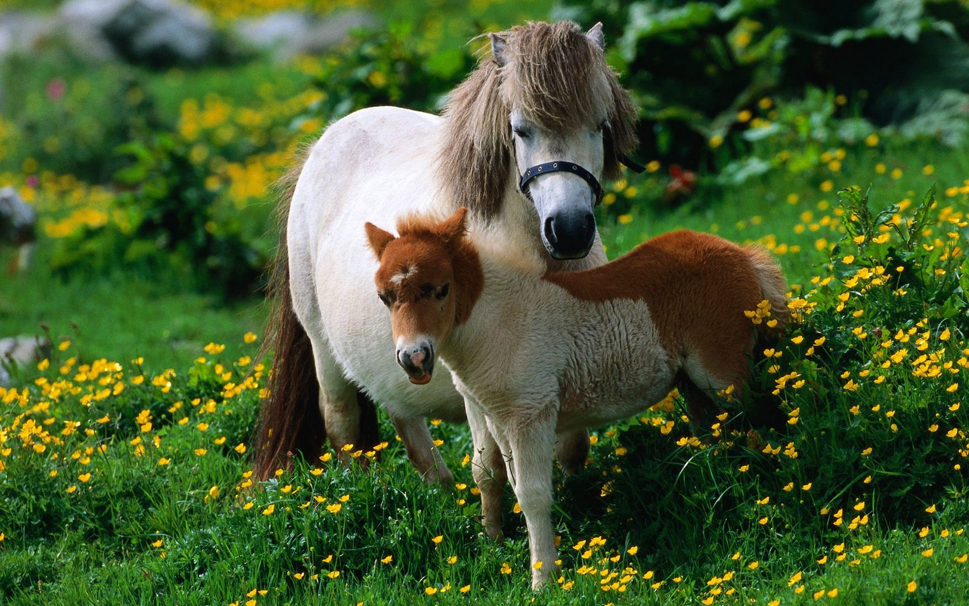 cheval herbe