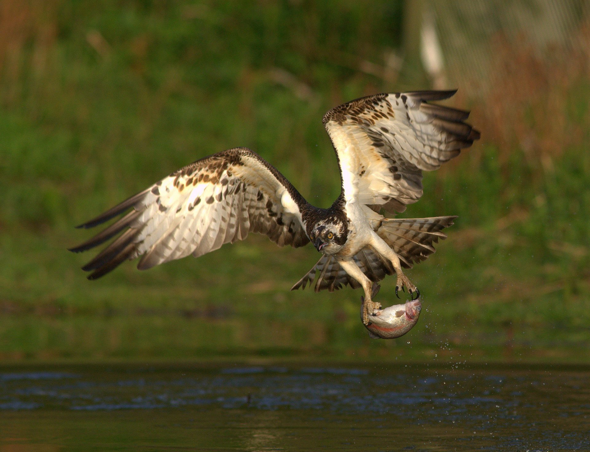 poultry predator fish catch food