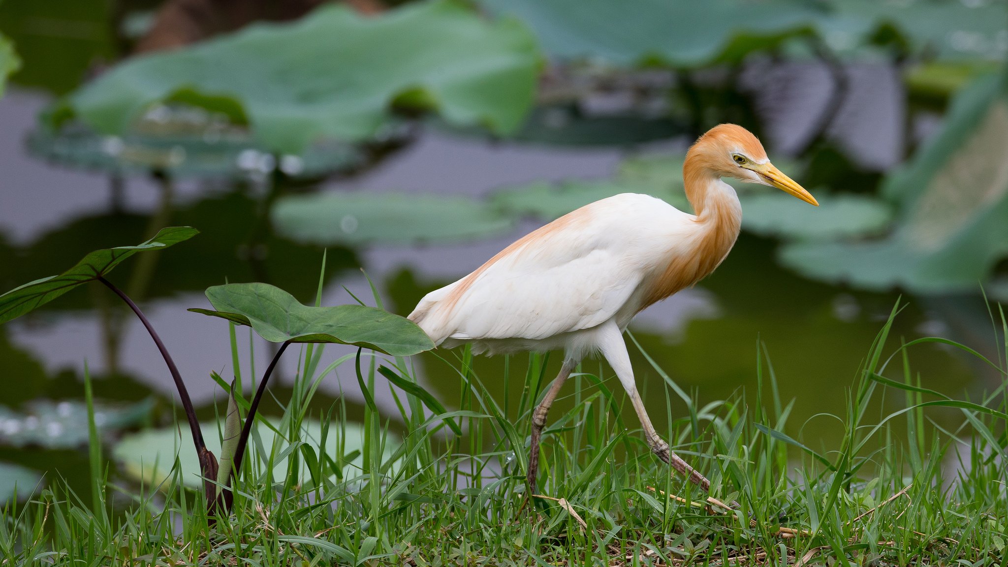 trawa liście ptak czapla egipska ibis