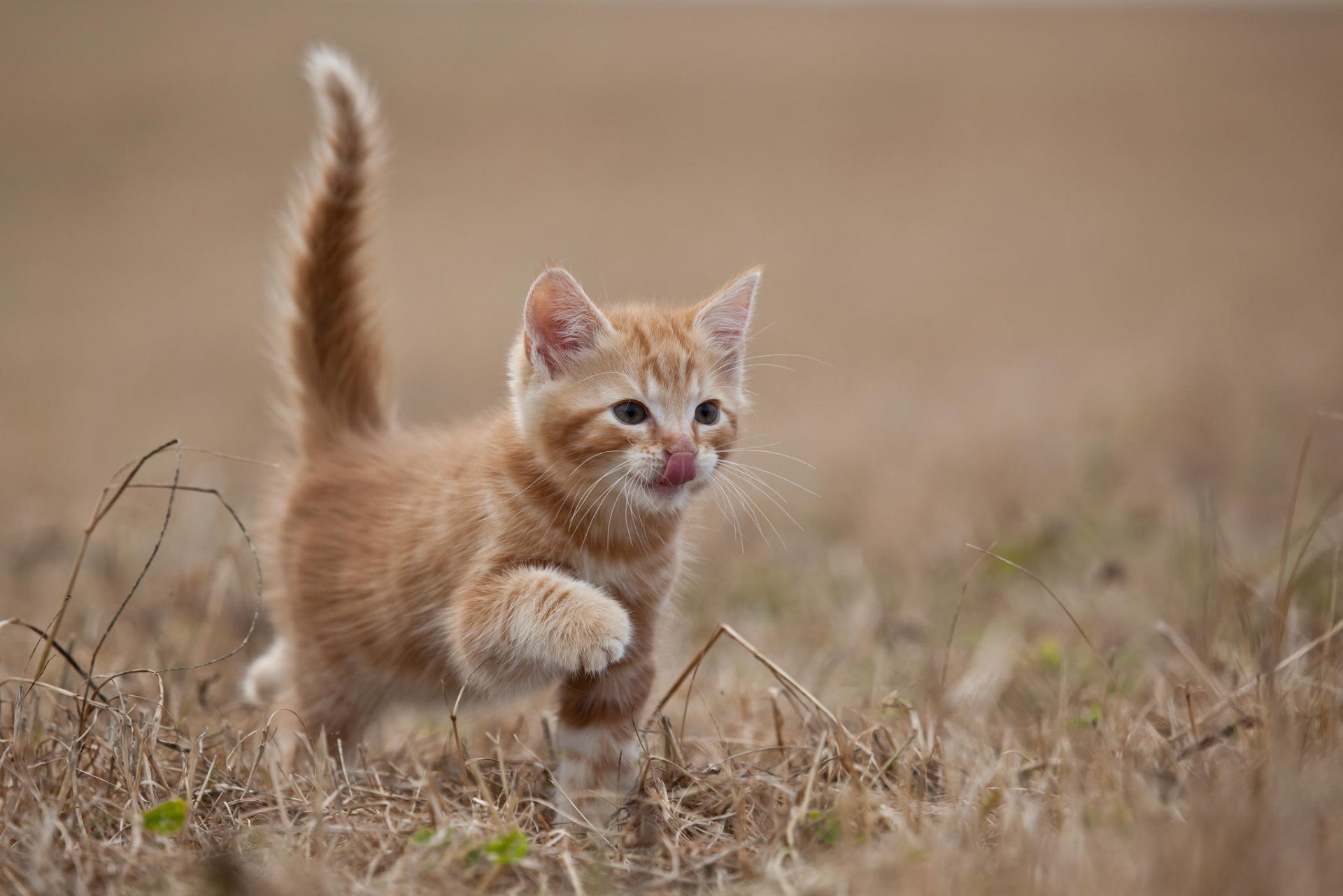 animaux chat chaton roux