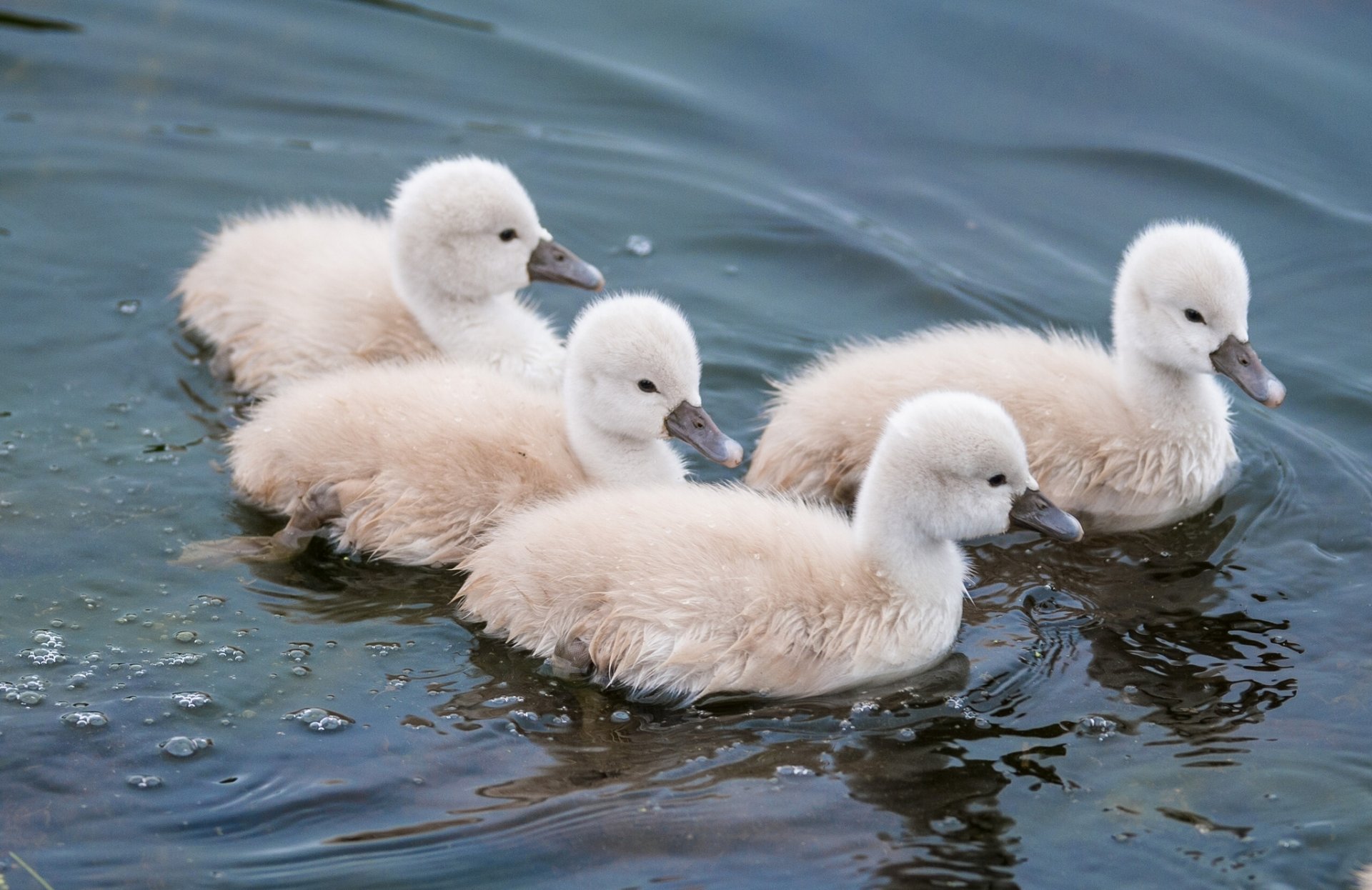 cygnes poussins eau bébés cygnes