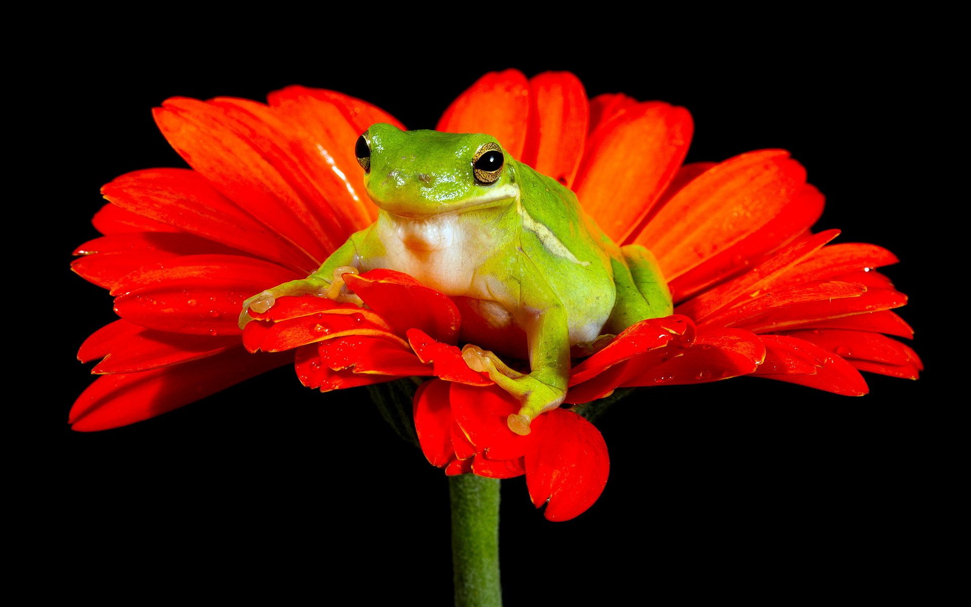 rana fiore natura