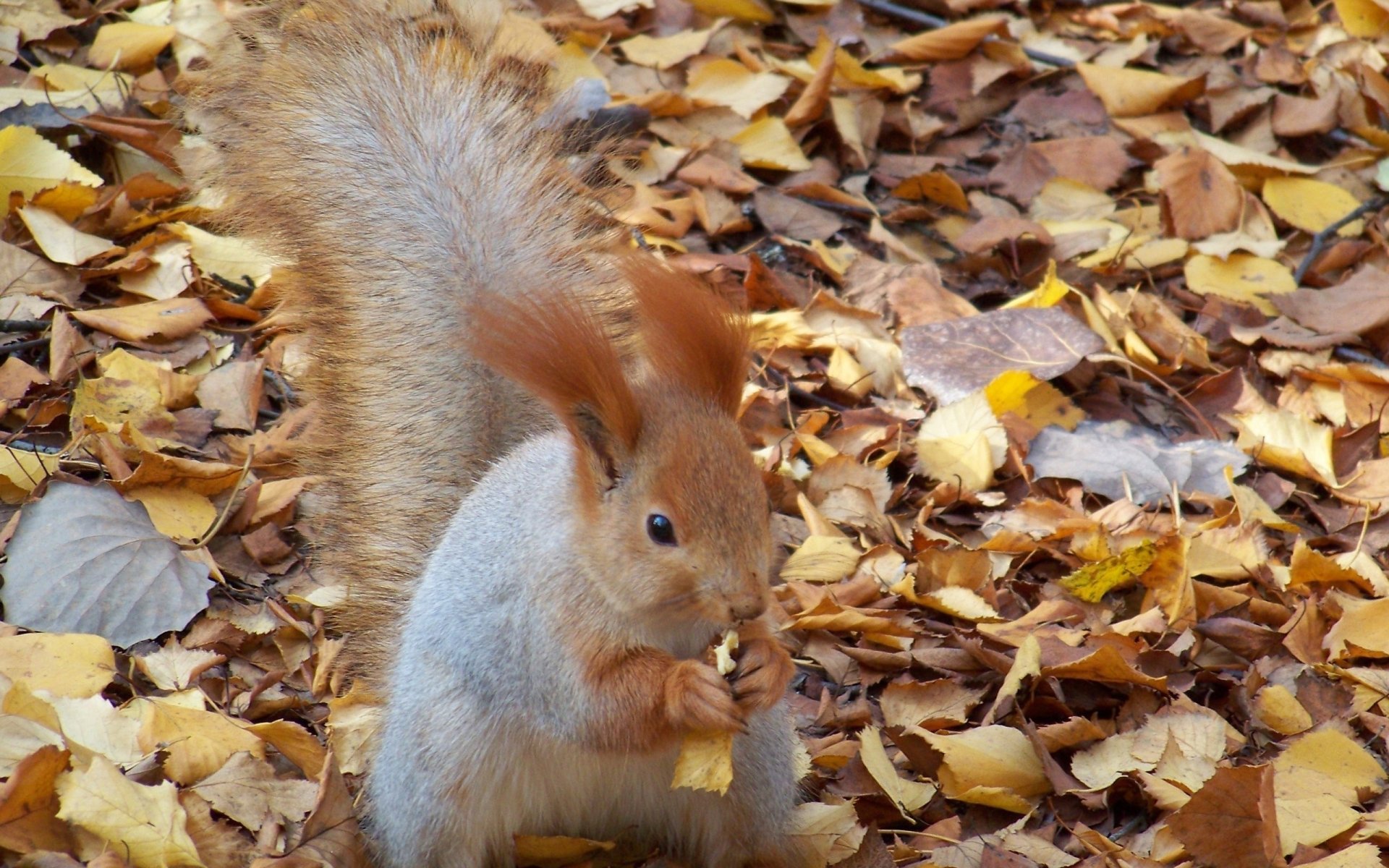 eichhörnchen knabbert nussbaum blätter herbst