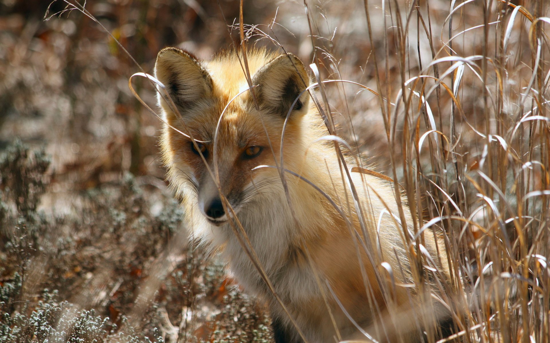 fuchs natur frühling