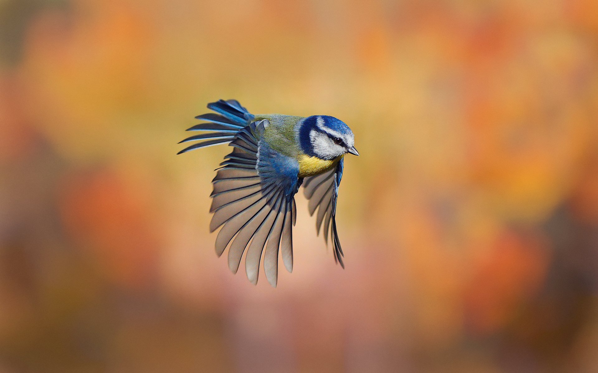 poultry tit background blur