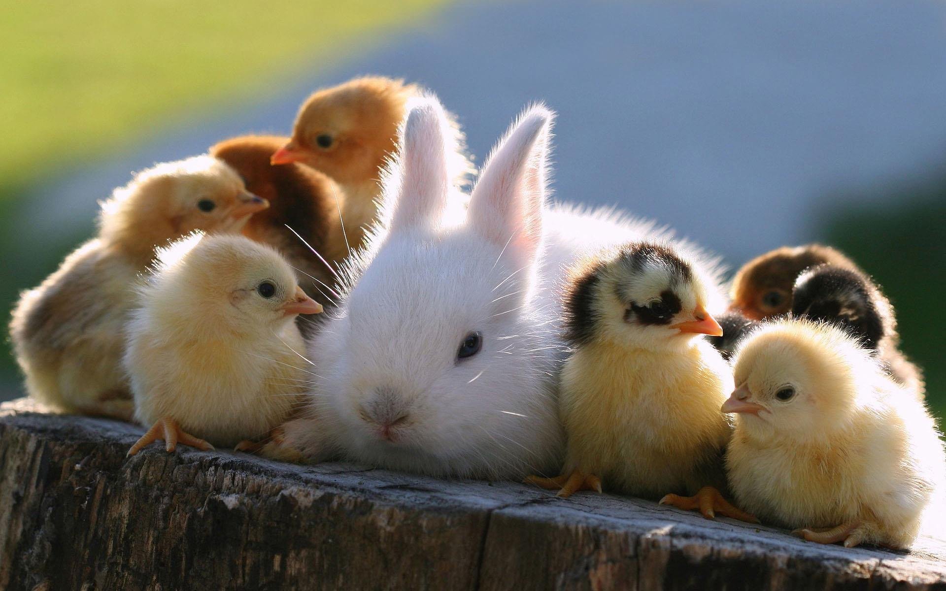 animales conejo pollos pascua