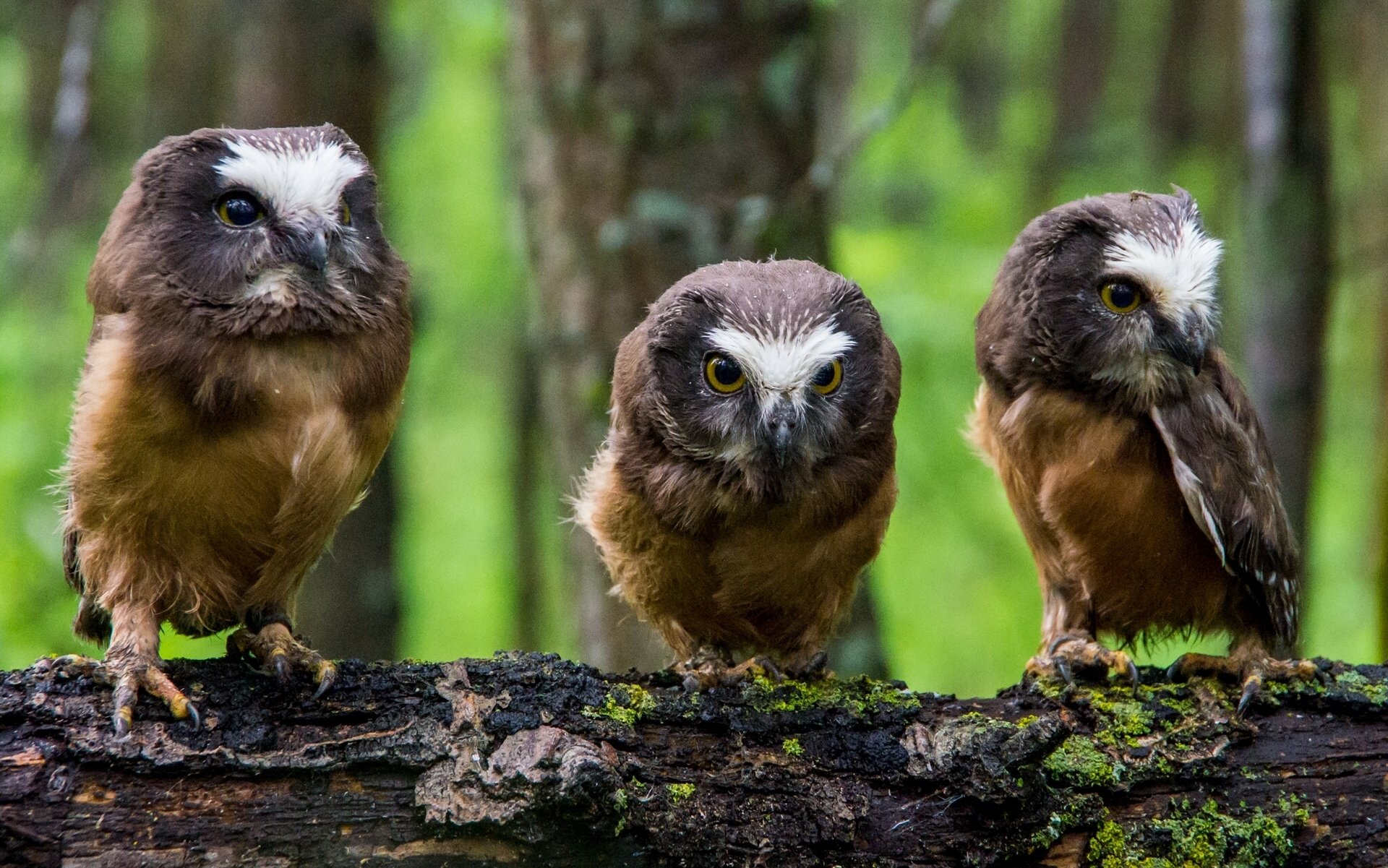 nordamerikanische zottelige eulen eulen küken baumstamm trio