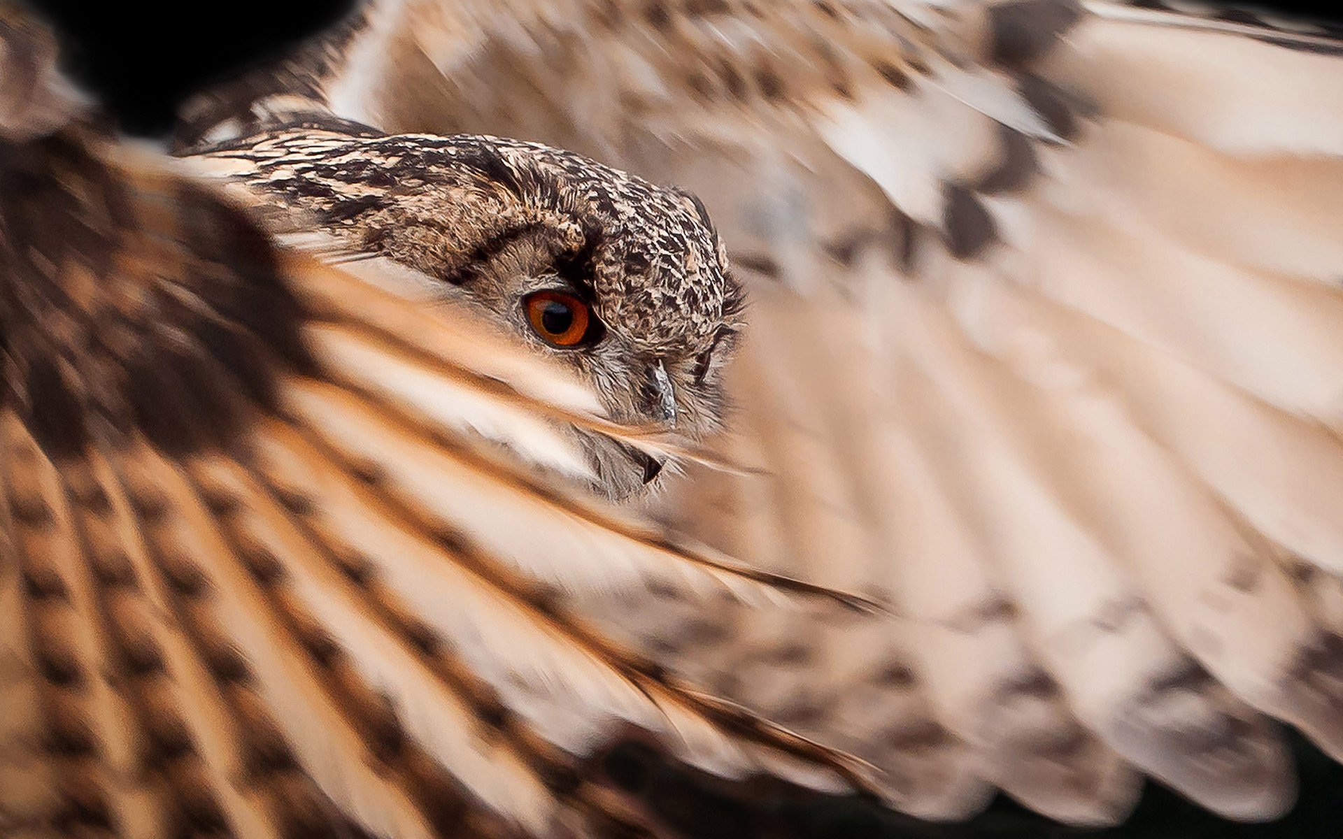 vogel eule flügel federn gefieder