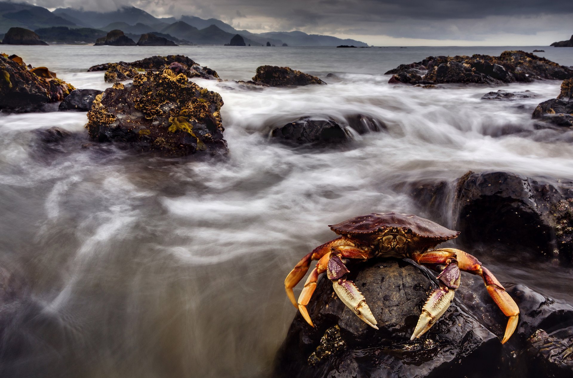 краб камни море горы