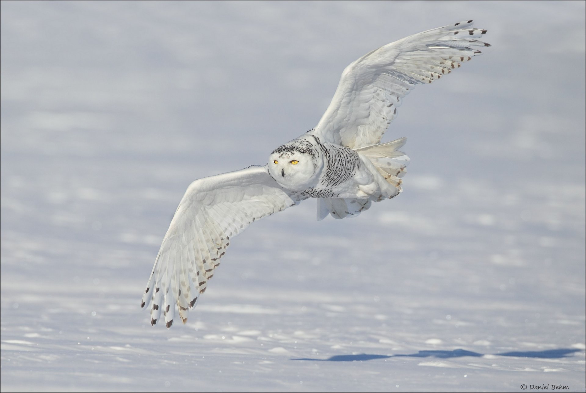 owl white owl polar owl wings snow winter