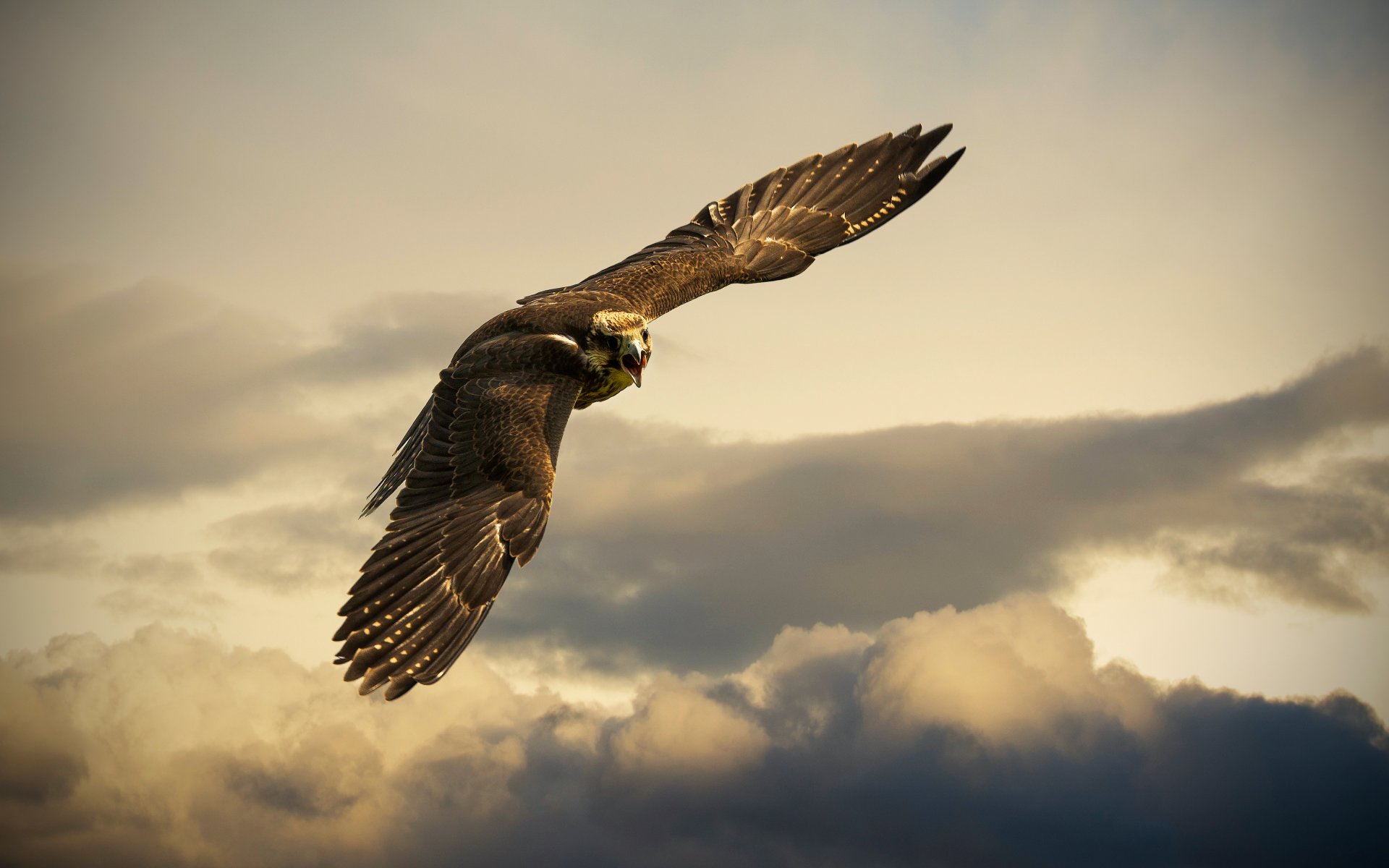 buchs svizzera uccello cielo nuvole aquila volo