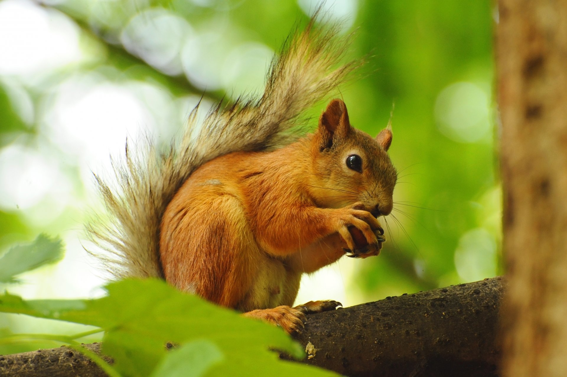 écureuil roux écureuil rongeur noyer branche arbre feuilles