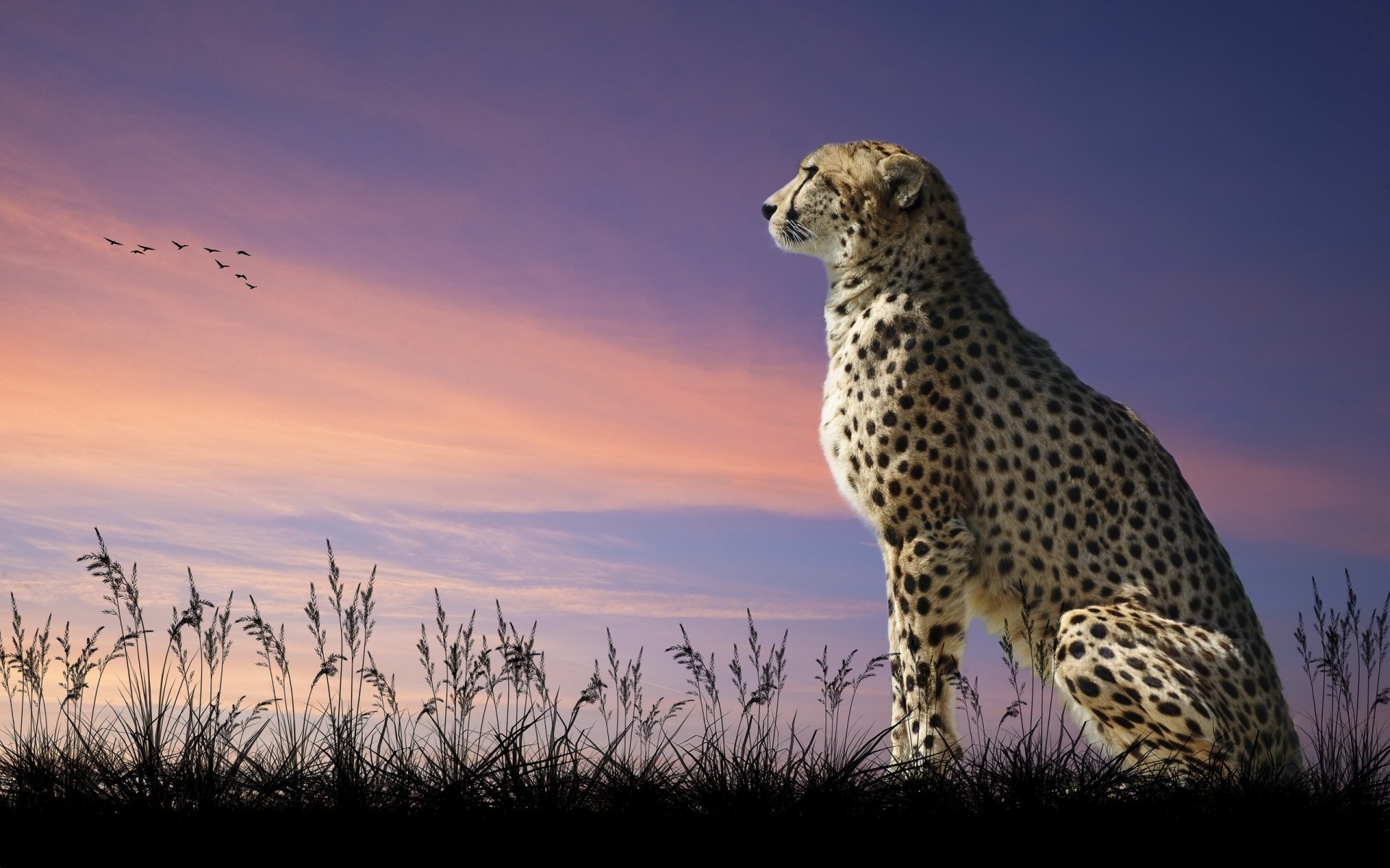 guépard chat prédateur ciel vue au loin