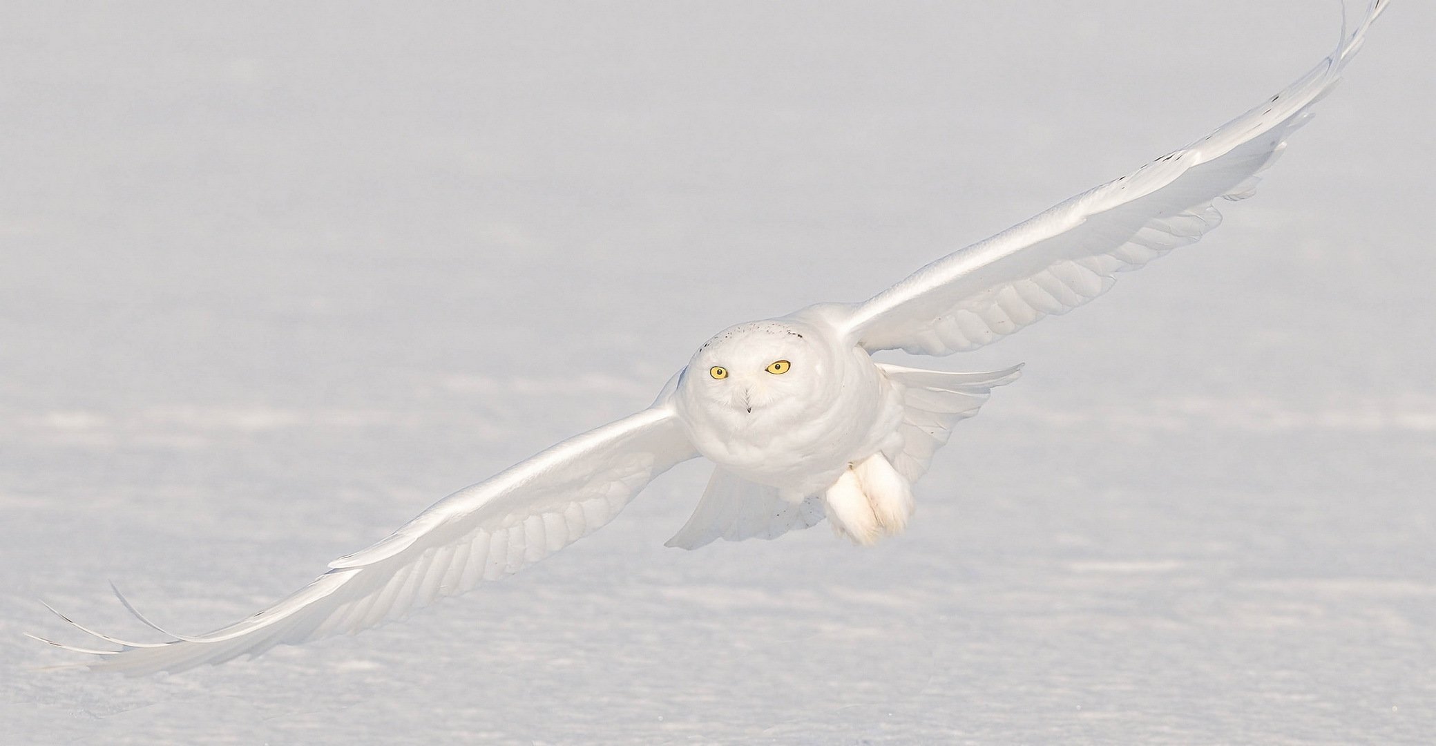 hibou polaire neige