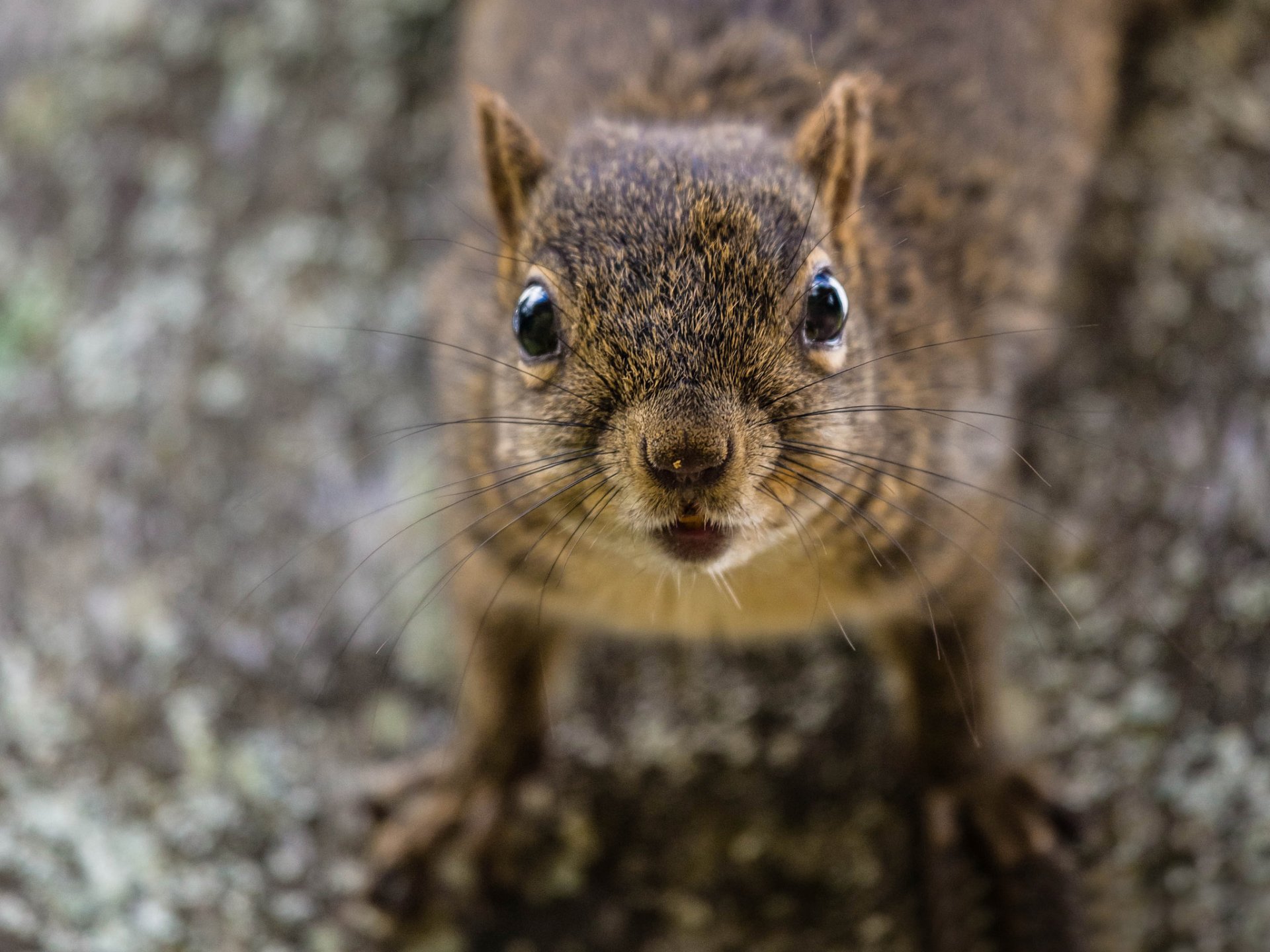 eichhörnchen rothaarige porträt hintergrund