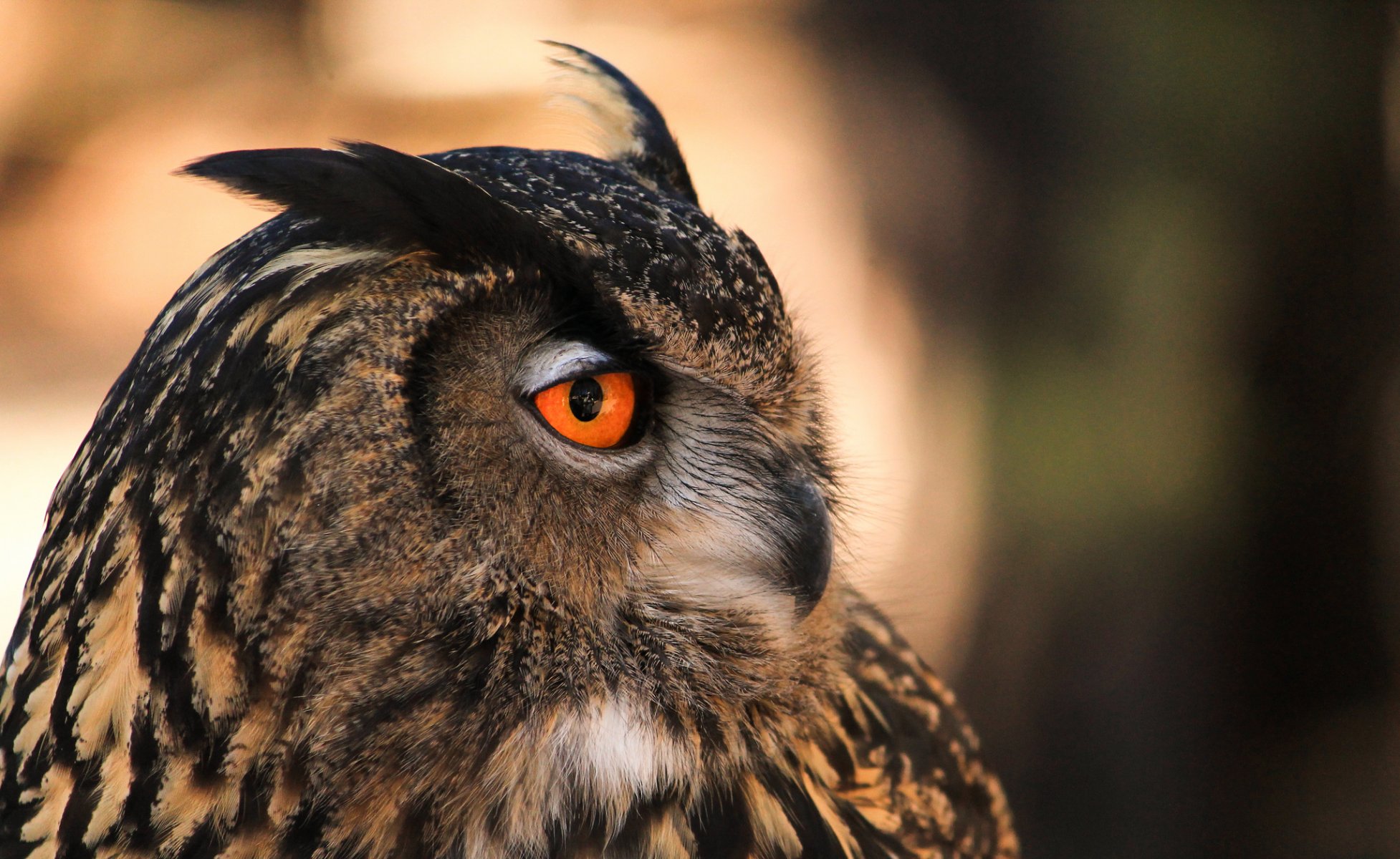 vogel eule profil hintergrund