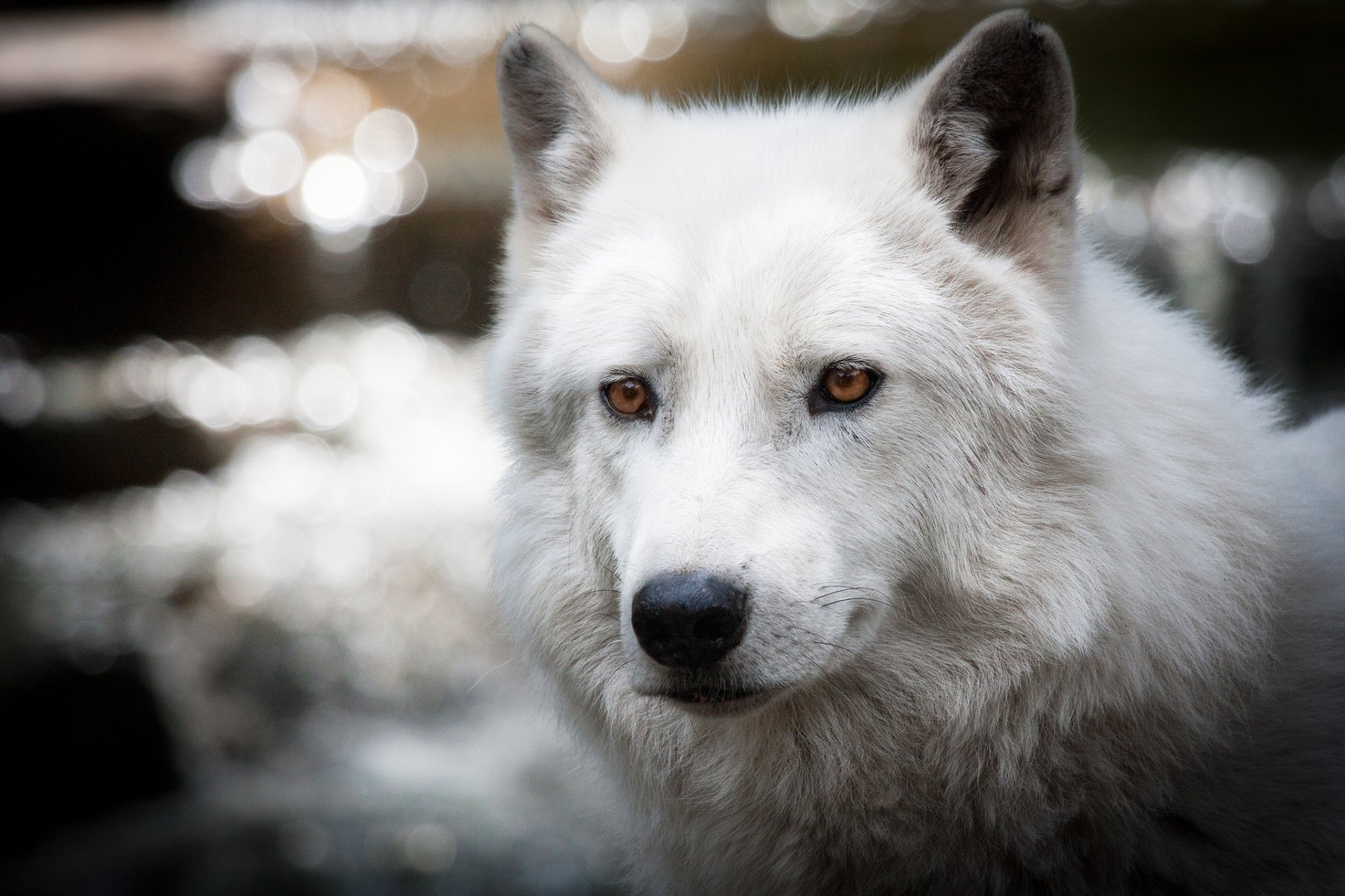 loup blanc polaire éblouissement